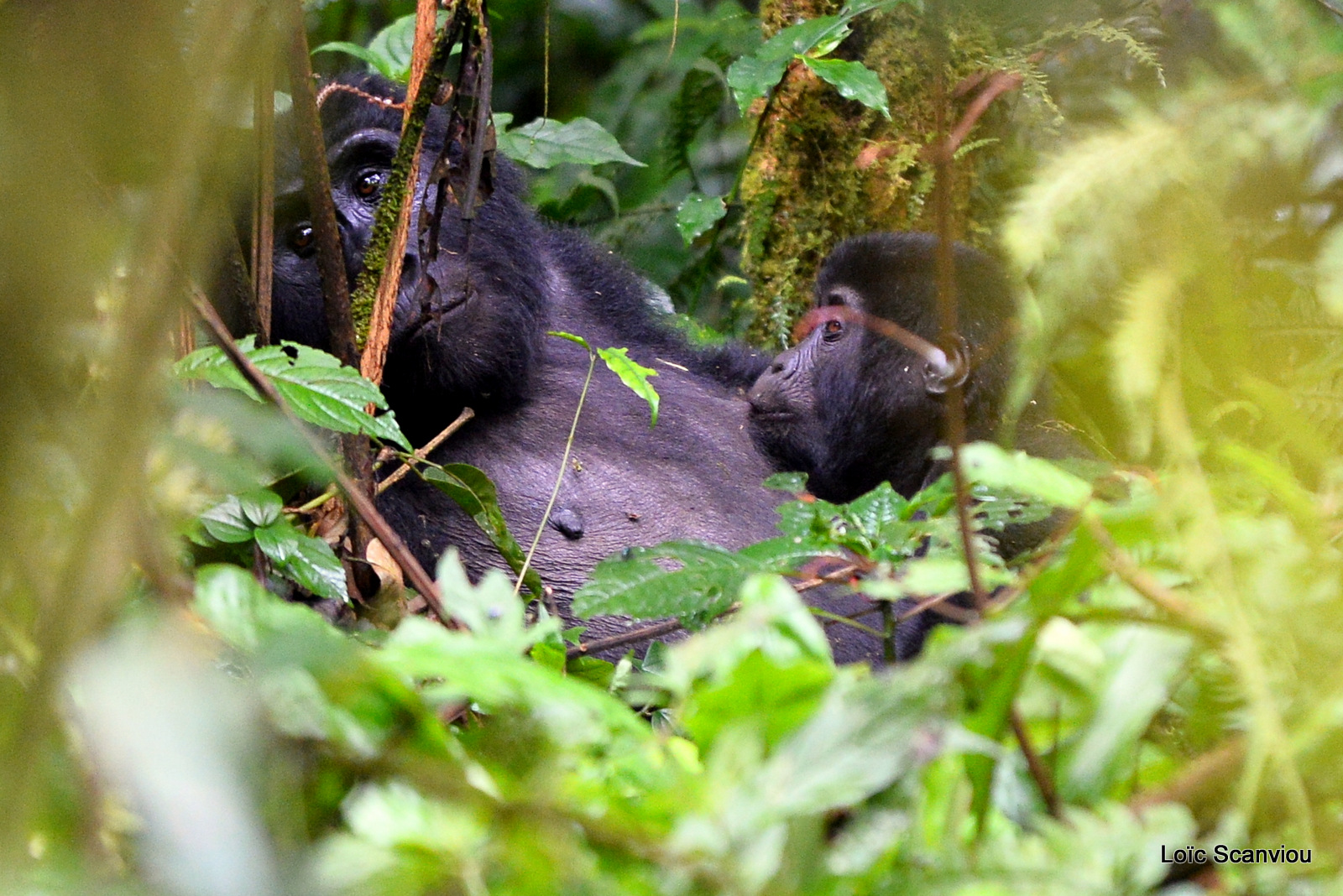 Gorille de montagne/Mountain Gorilla (21)