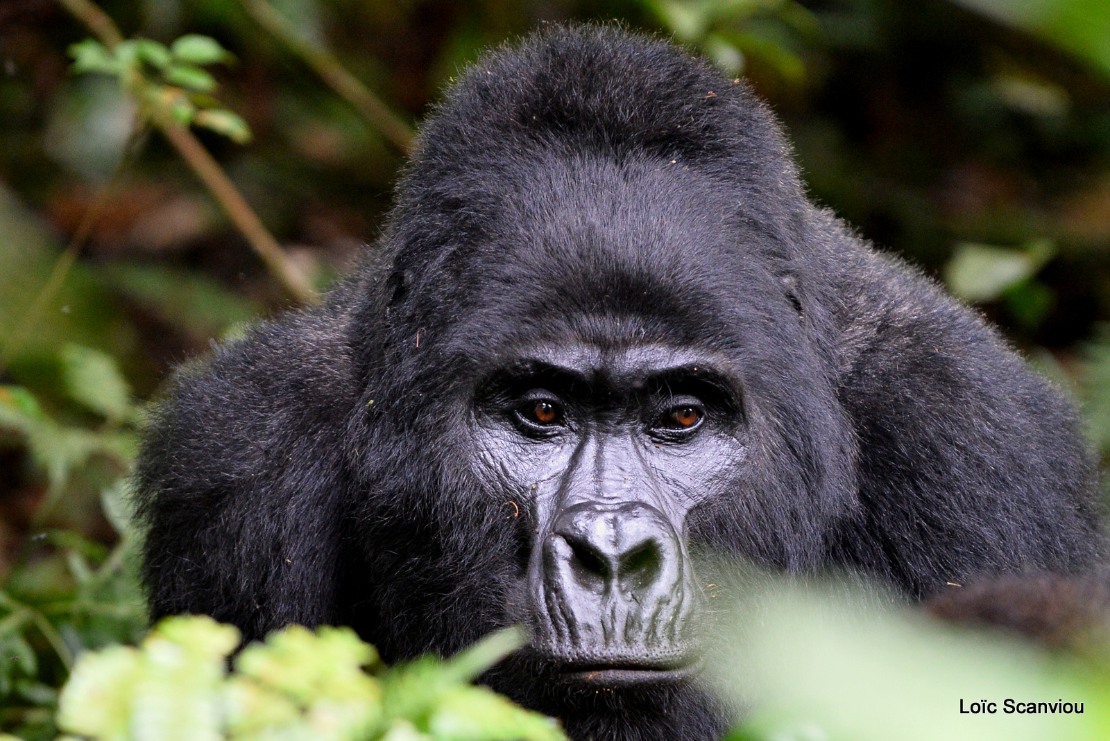 Gorille de montagne/Mountain Gorilla (22)