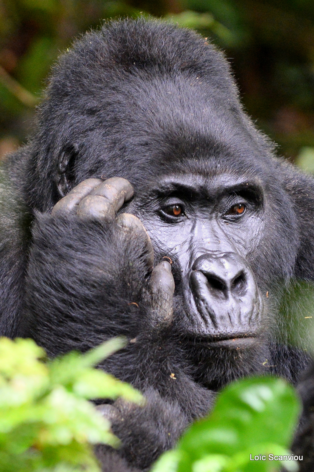 Gorille de montagne/Mountain Gorilla (23)