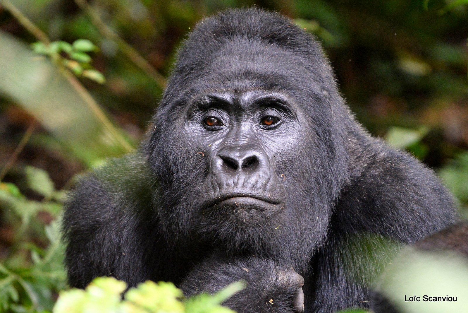 Gorille de montagne/Mountain Gorilla (24)