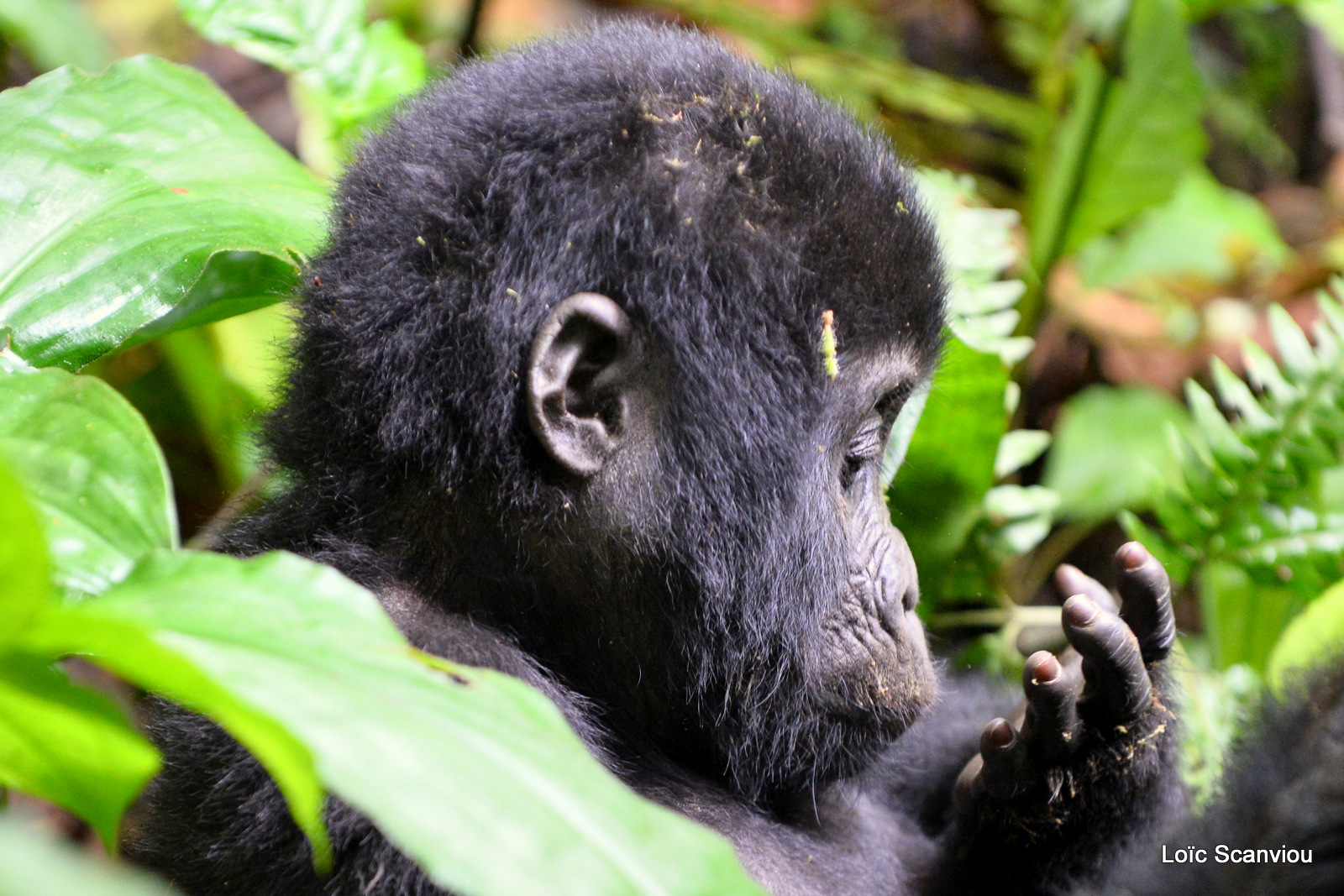 Gorille de montagne/Mountain Gorilla (25)