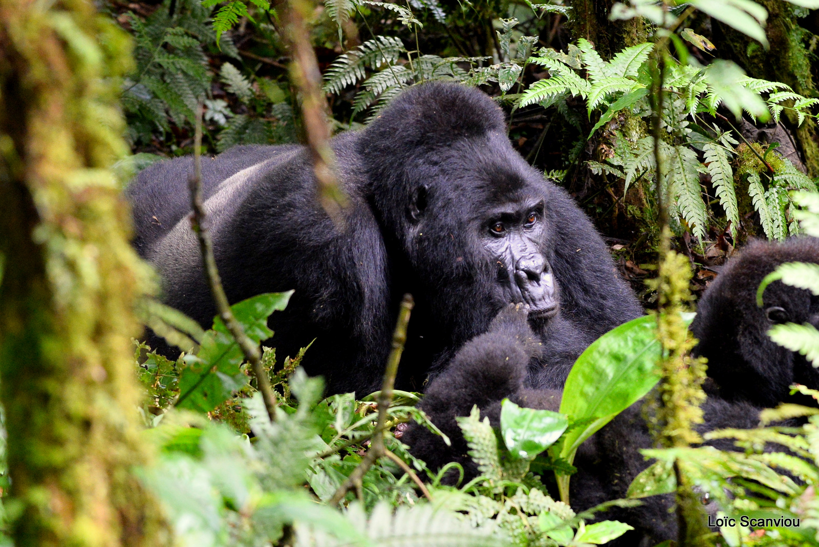 Gorille de montagne/Mountain Gorilla (26)