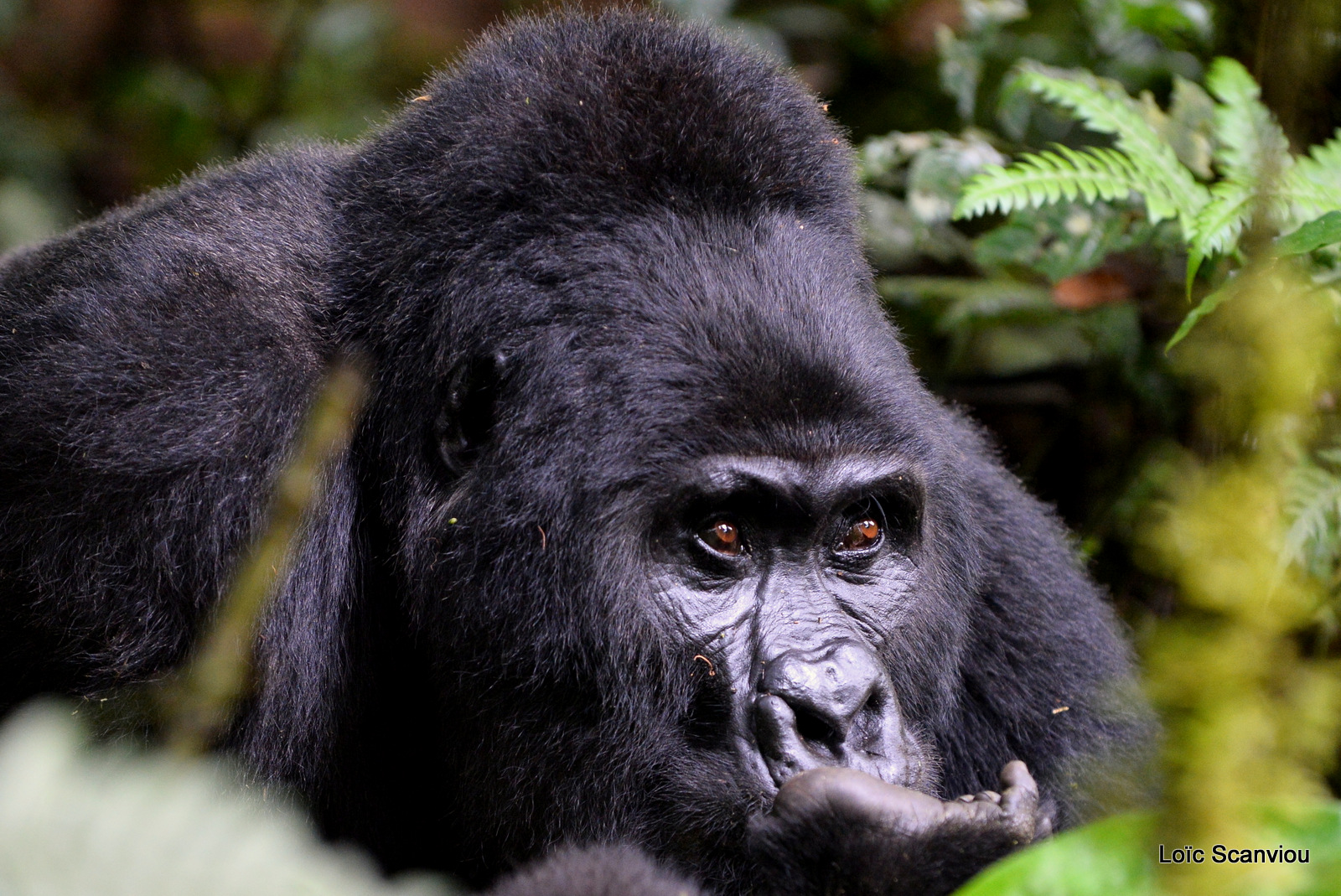 Gorille de montagne/Mountain Gorilla (27)