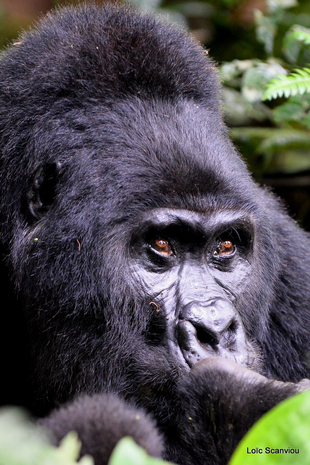 Gorille de montagne/Mountain Gorilla (28)