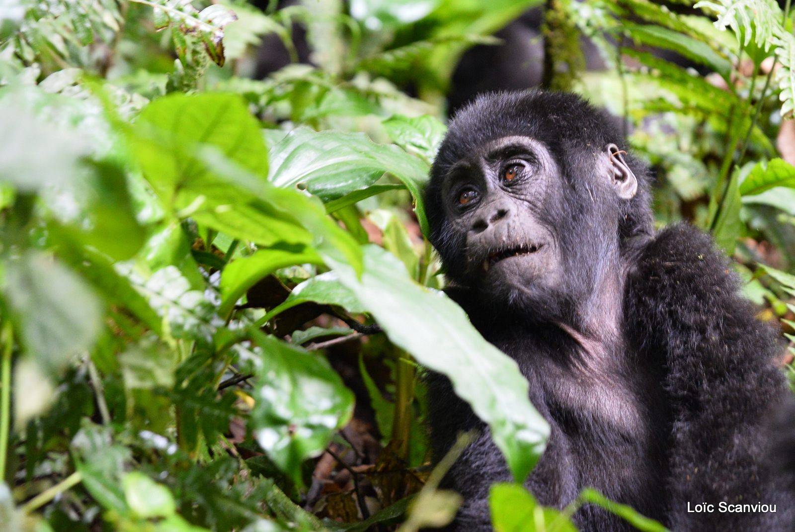 Gorille de montagne/Mountain Gorilla (29)