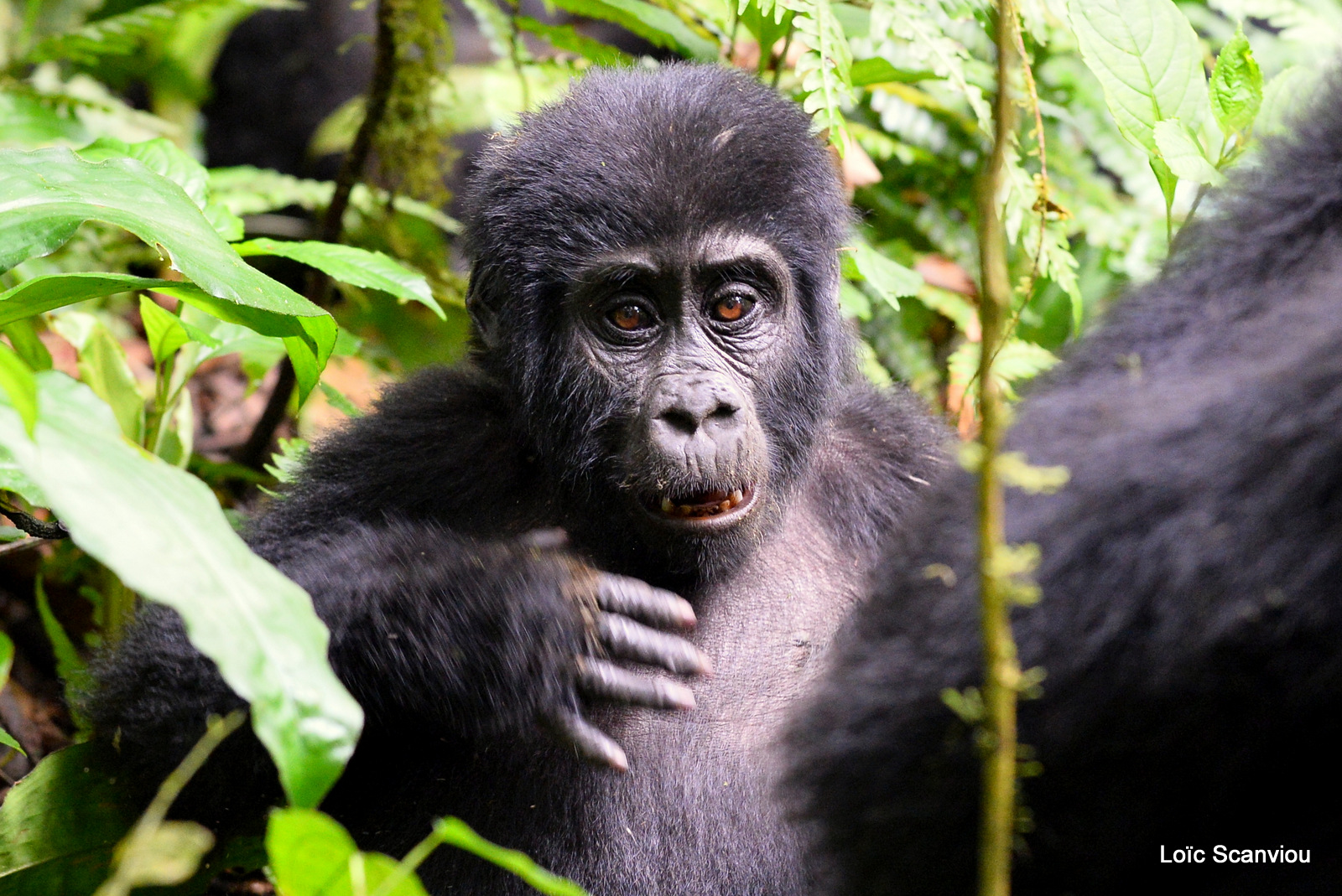 Gorille de montagne/Mountain Gorilla (30)