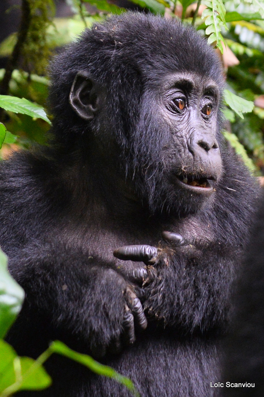 Gorille de montagne/Mountain Gorilla (31)