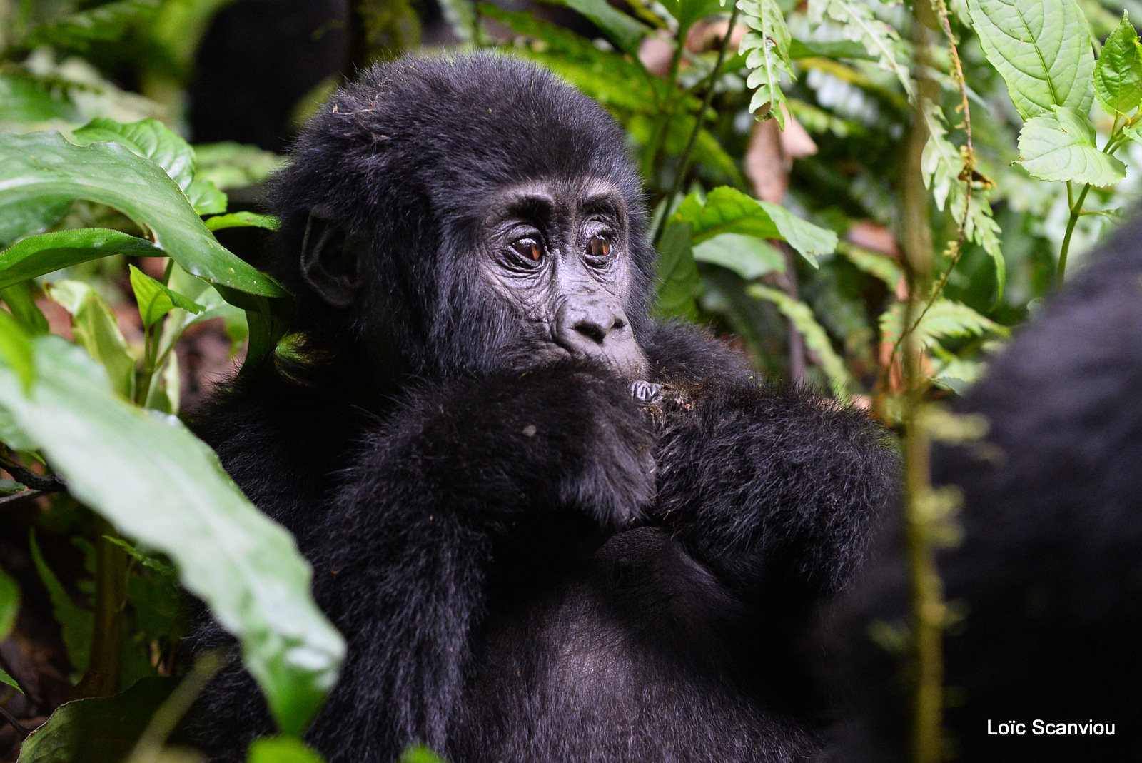 Gorille de montagne/Mountain Gorilla (32)