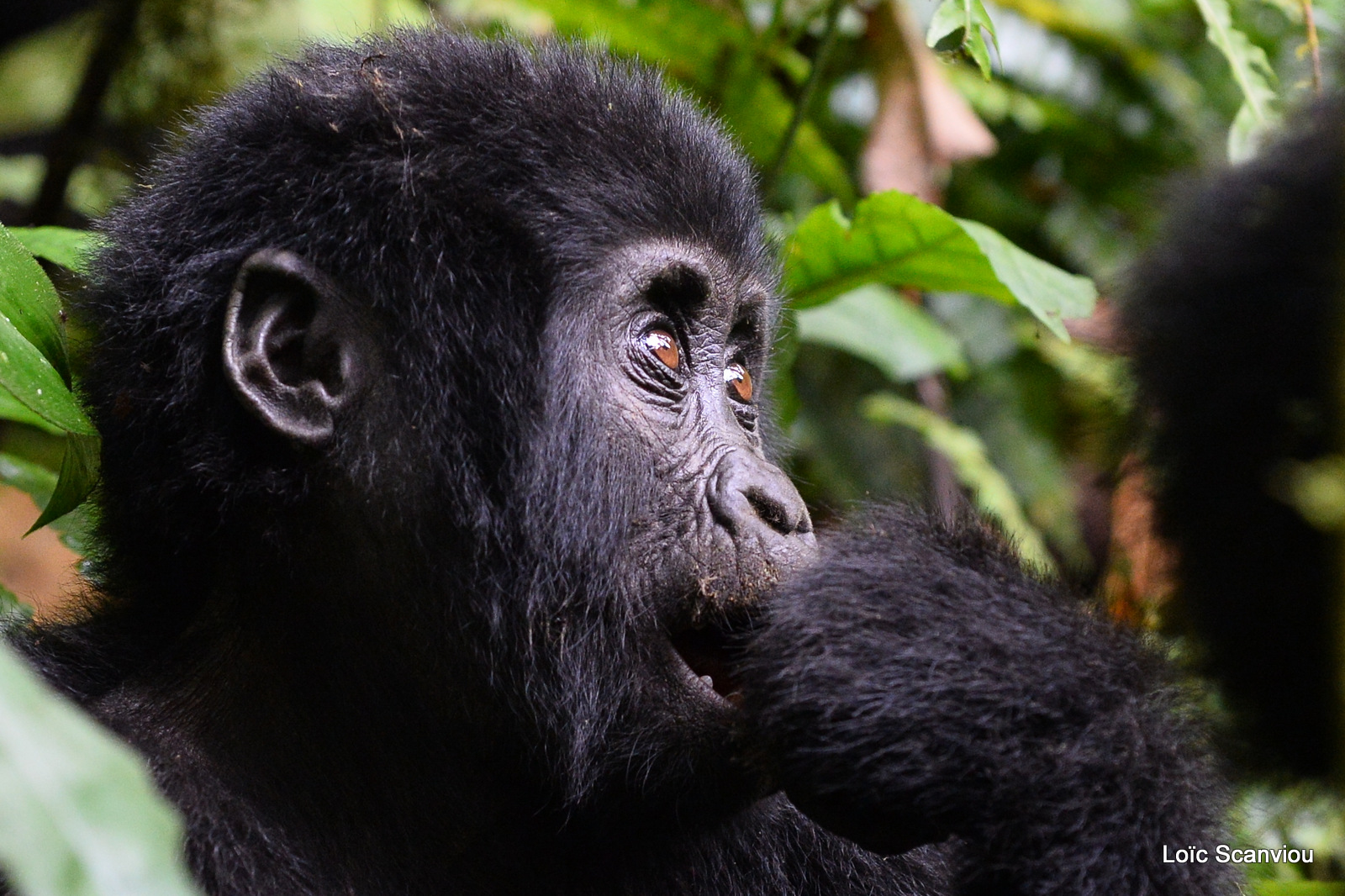 Gorille de montagne/Mountain Gorilla (33)