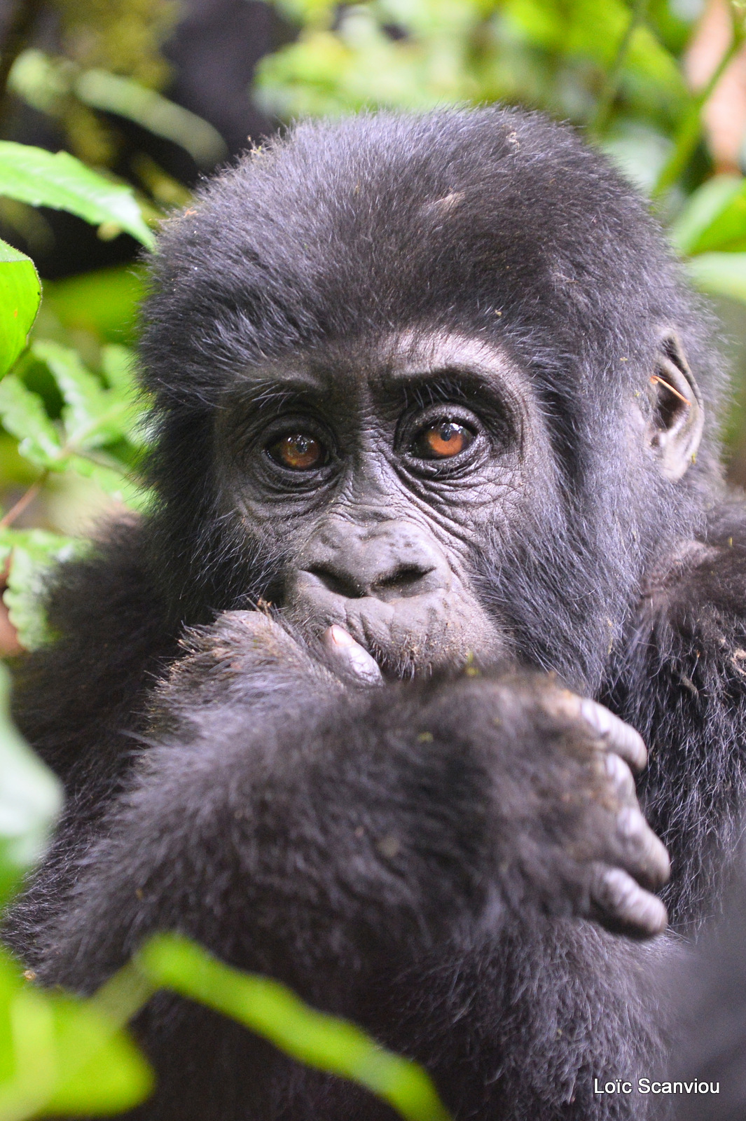 Gorille de montagne/Mountain Gorilla (34)