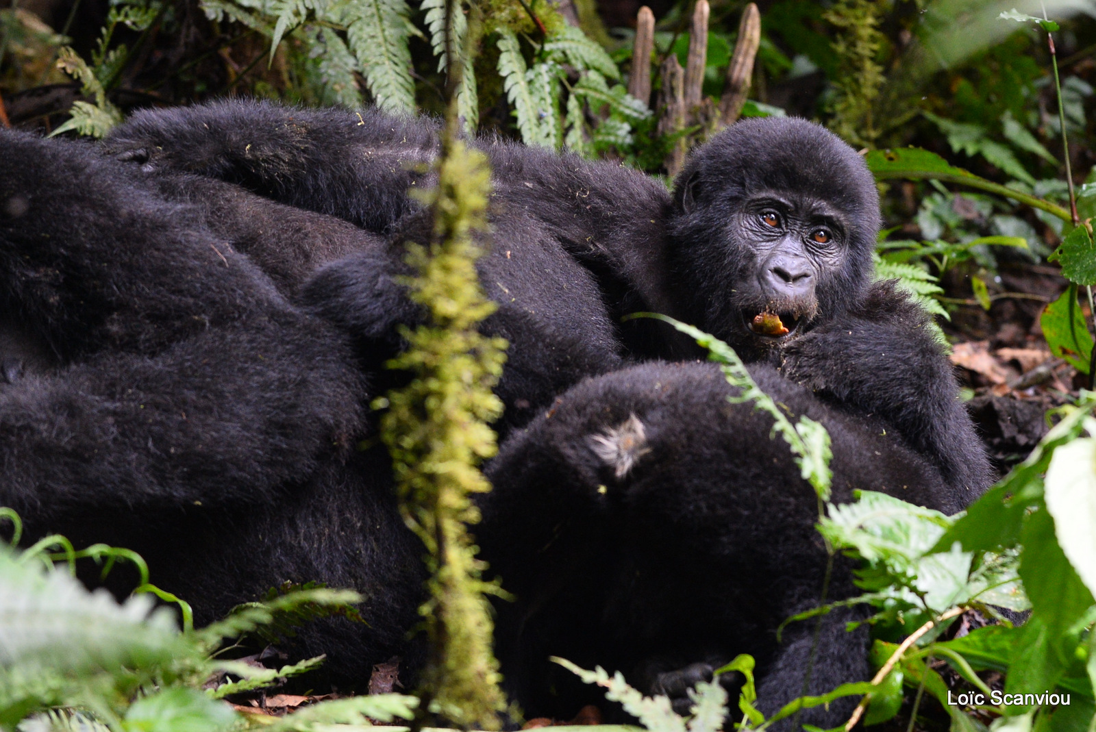 Gorille de montagne/Mountain Gorilla (35)