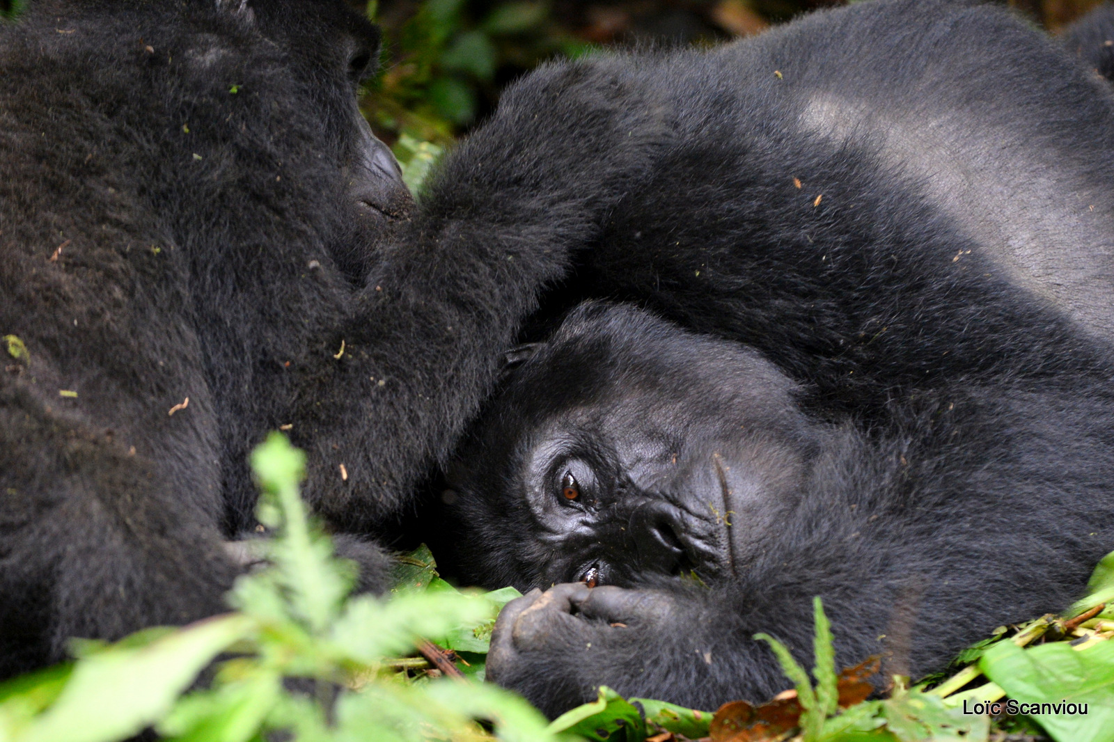 Gorille de montagne/Mountain Gorilla (36)