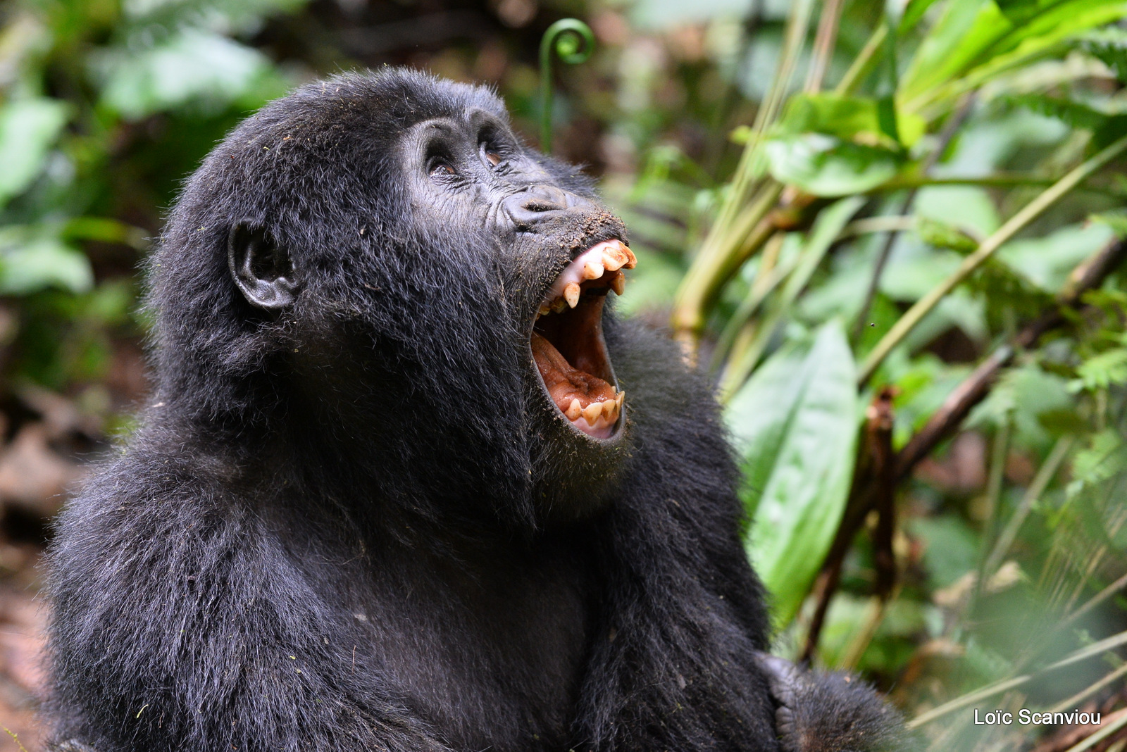 Gorille de montagne/Mountain Gorilla (37)