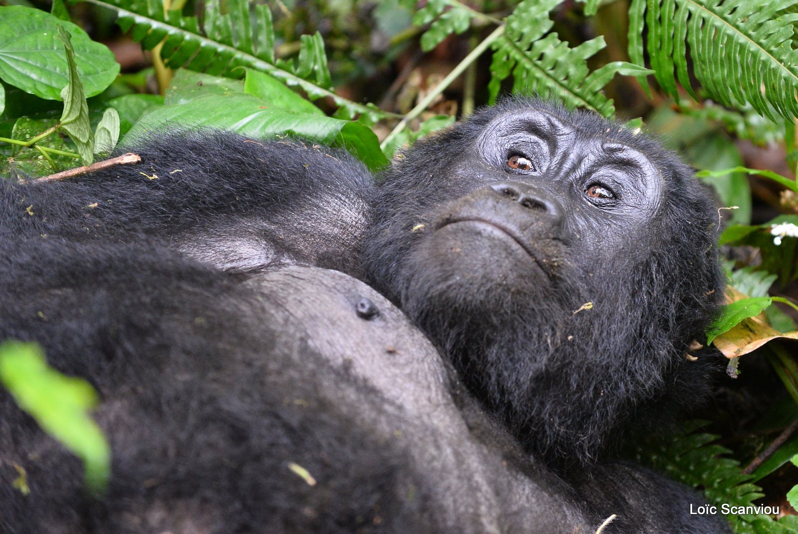 Gorille de montagne/Mountain Gorilla (38)