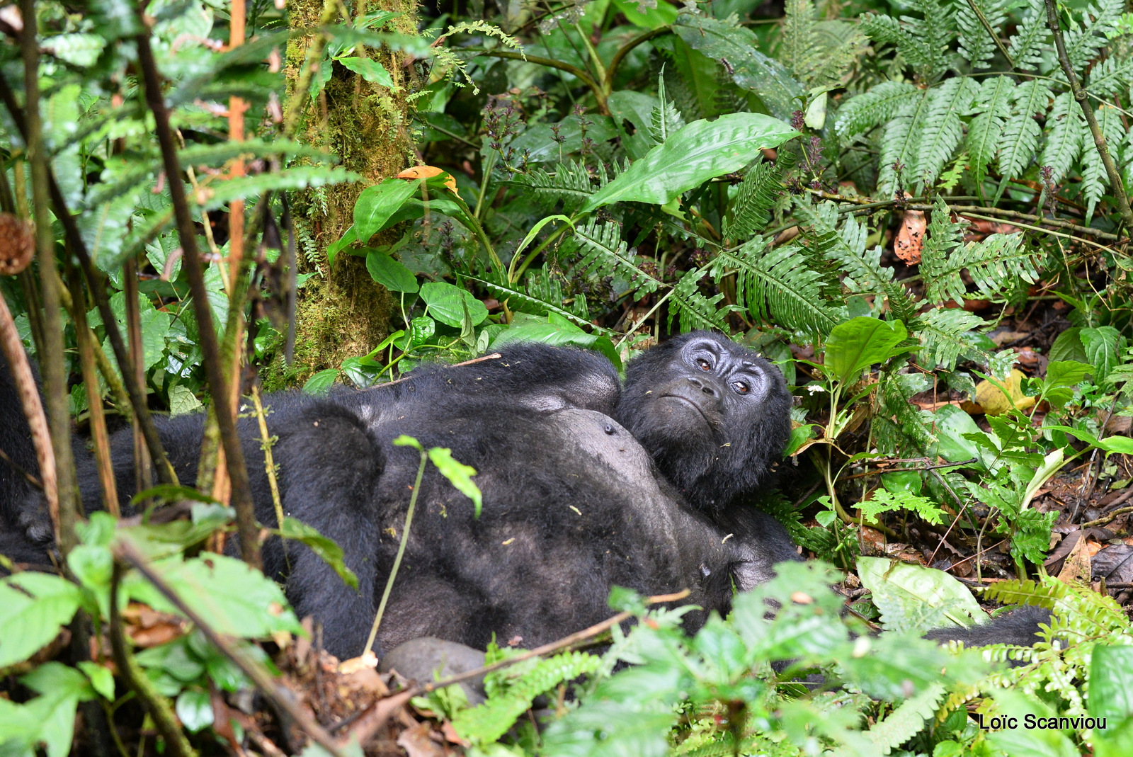 Gorille de montagne/Mountain Gorilla (39)