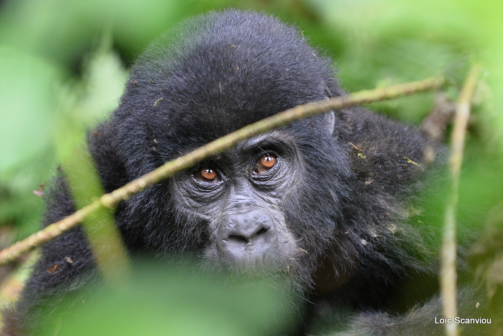 Gorille de montagne/Mountain Gorilla (40)