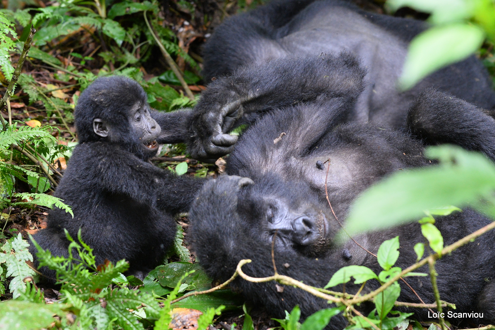 Gorille de montagne/Mountain Gorilla (41)