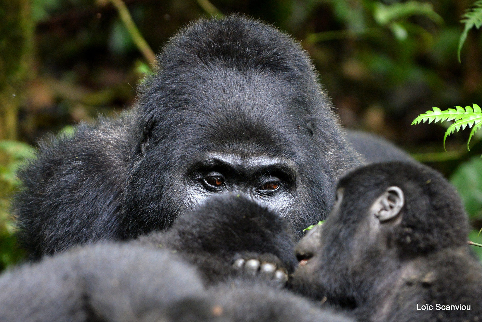 Gorille de montagne/Mountain Gorilla (43)