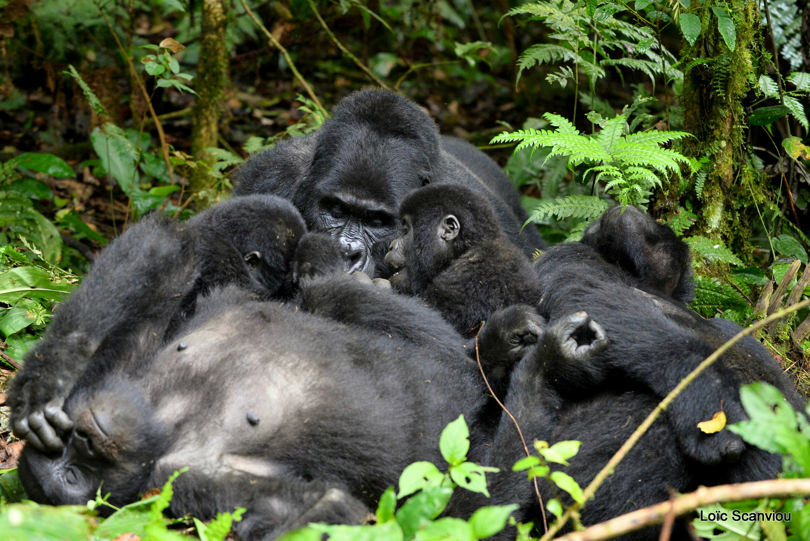 Gorille de montagne/Mountain Gorilla (44)