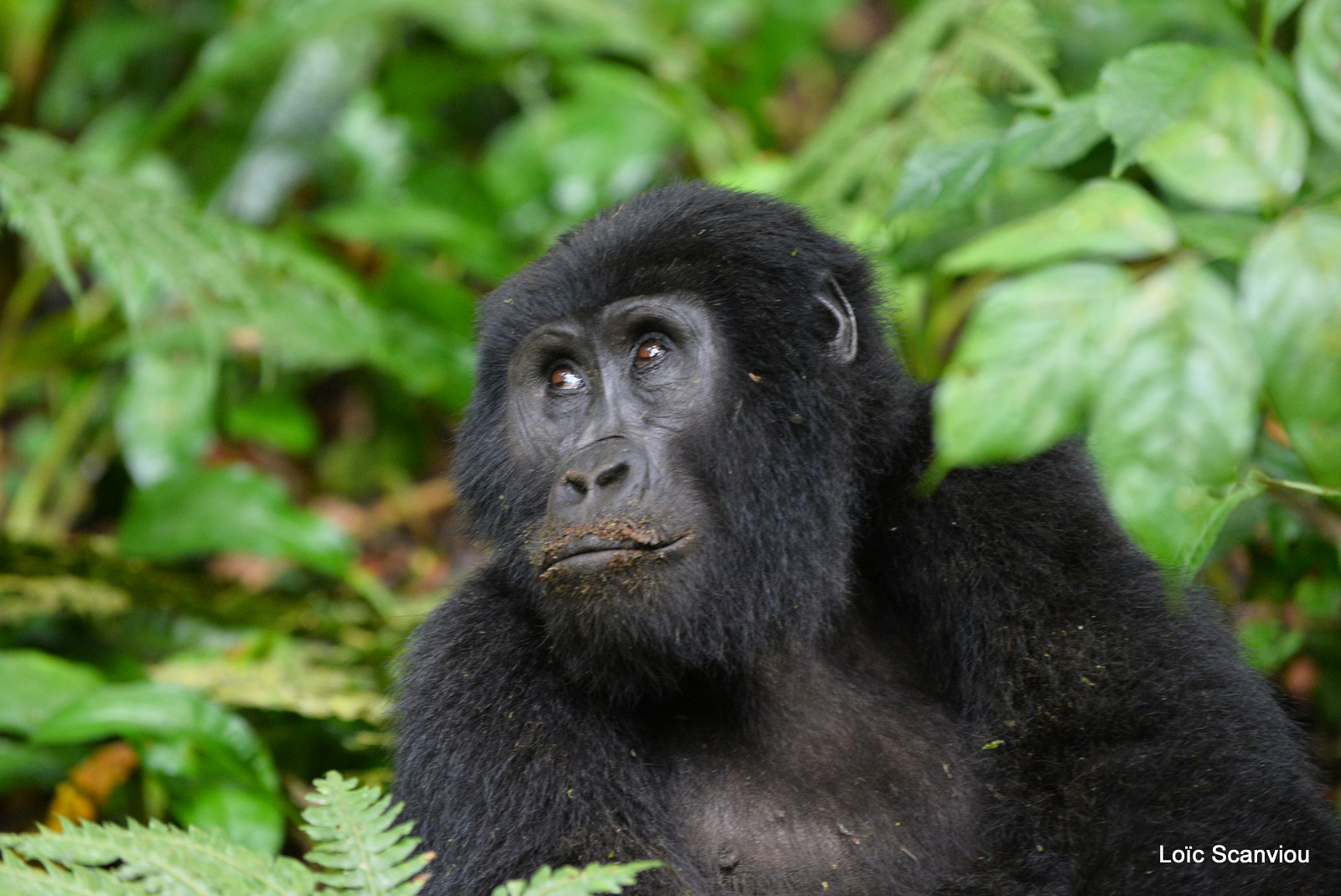 Gorille de montagne/Mountain Gorilla (45)