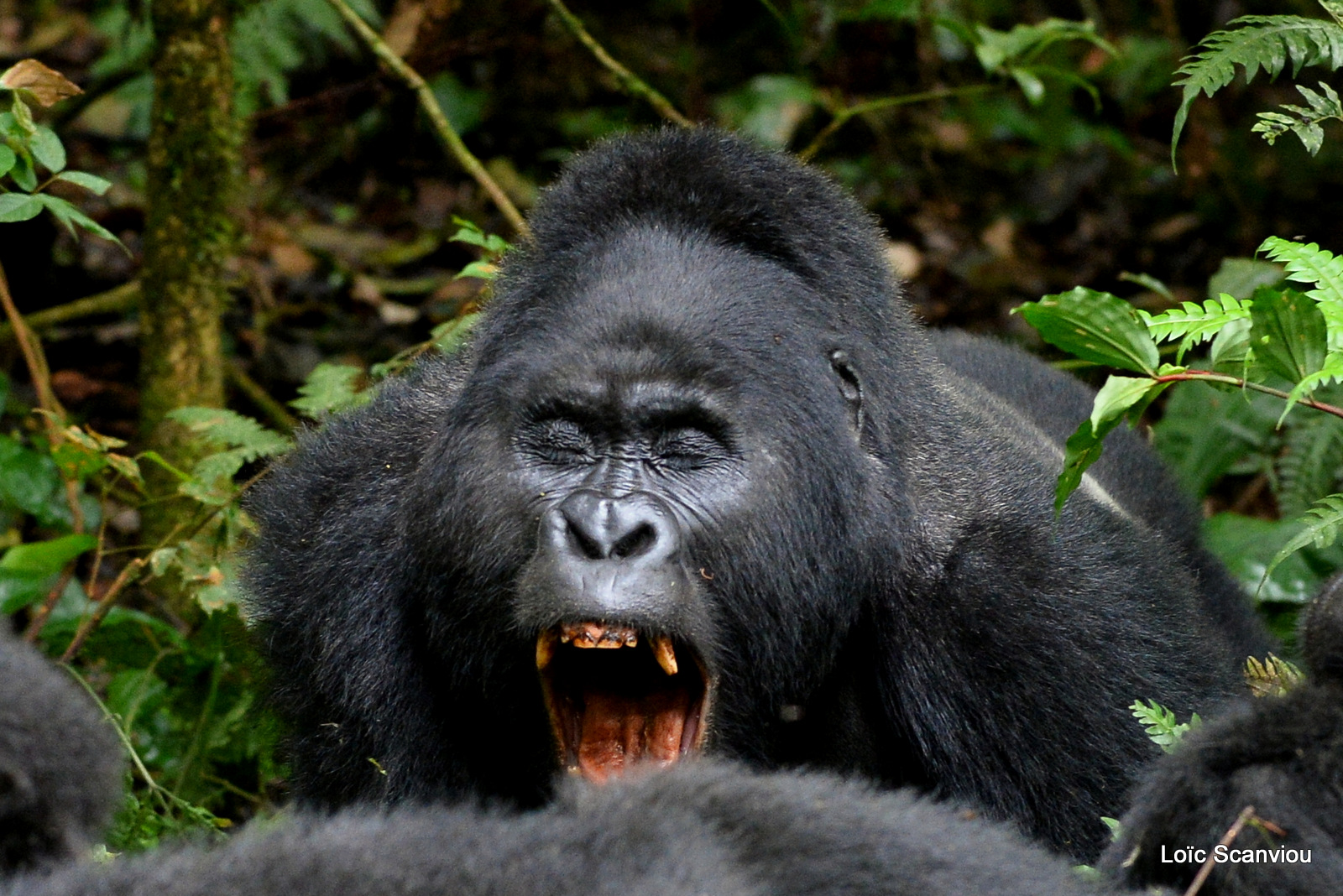 Gorille de montagne/Mountain Gorilla (46)