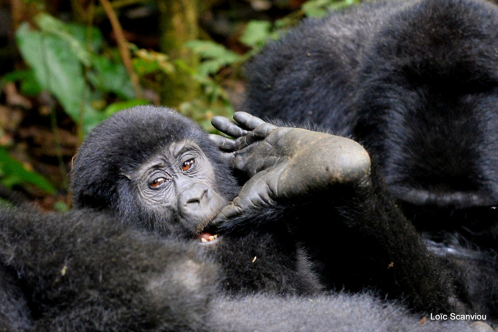 Gorille de montagne/Mountain Gorilla (47)