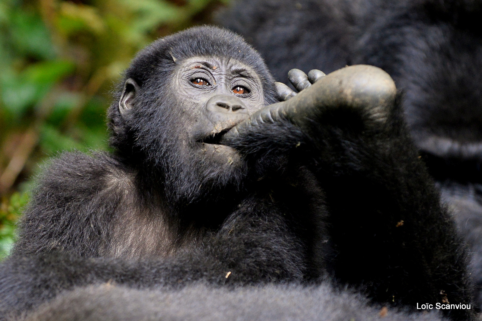 Gorille de montagne/Mountain Gorilla (48)