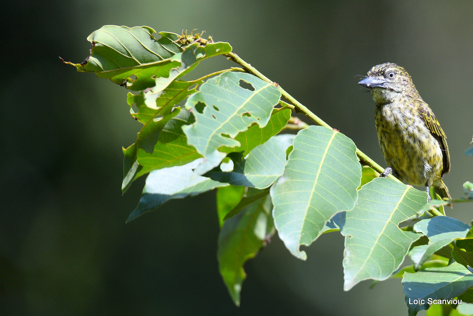 Barbion à front jaune/Yellow-fronted Tinkerbird (1)