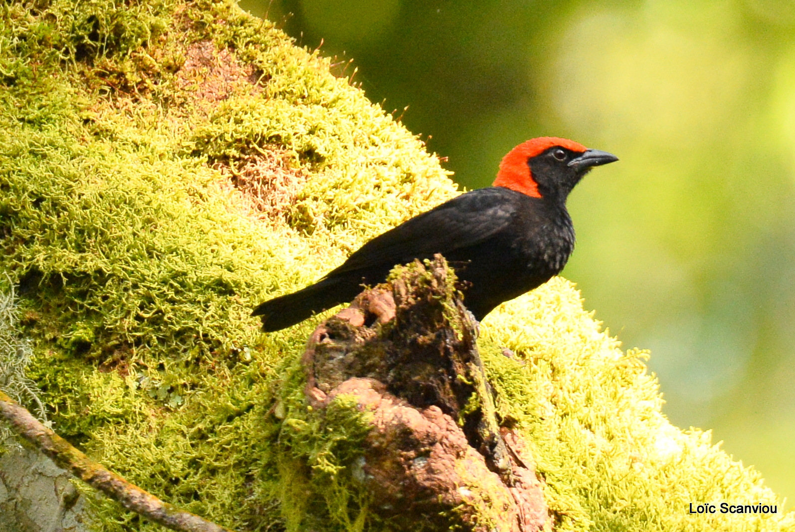 Malimbe à tête rouge/Red-headed Malimbe (1)