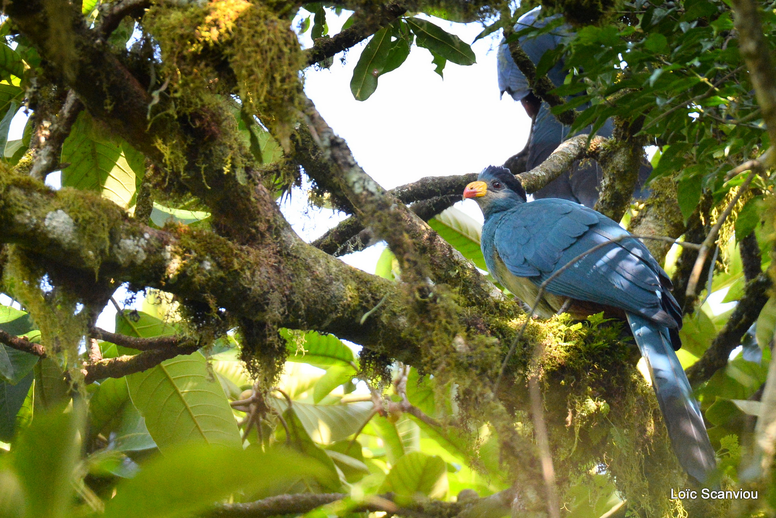 Touraco géant/Great Blue Turaco (3)