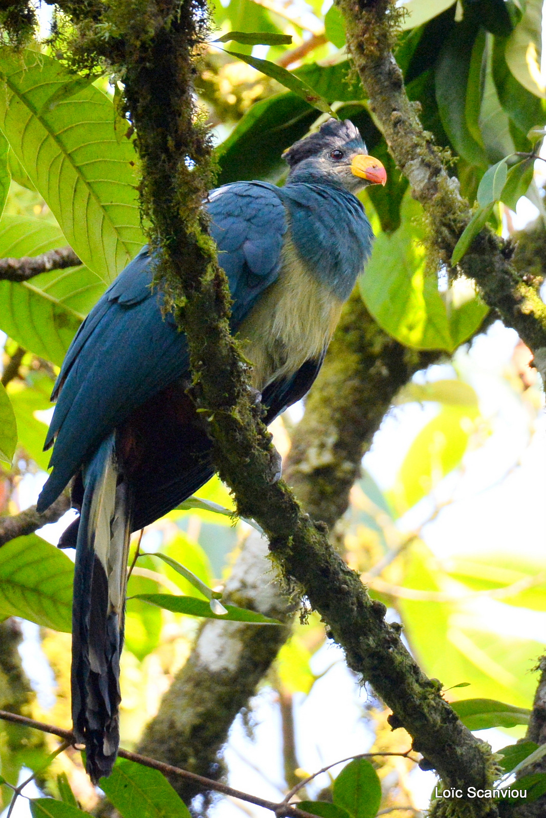 Touraco géant/Great Blue Turaco (4)