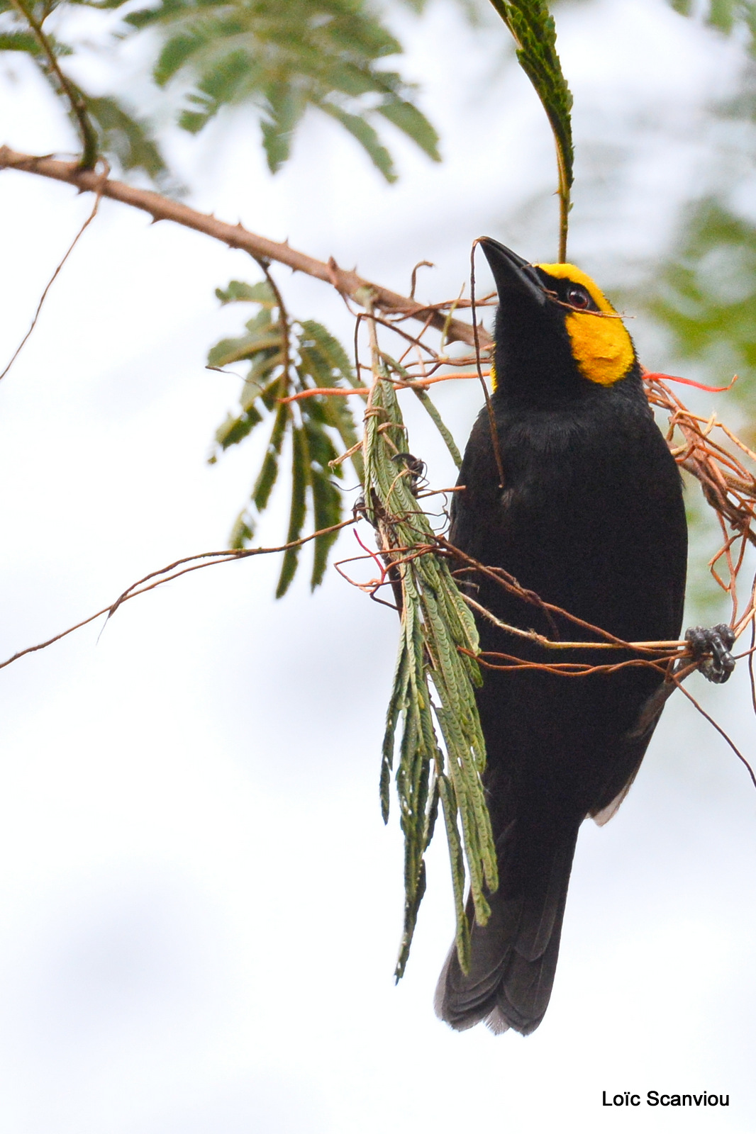 Tisserin à tête jaune/Black-billed Weaver (1)