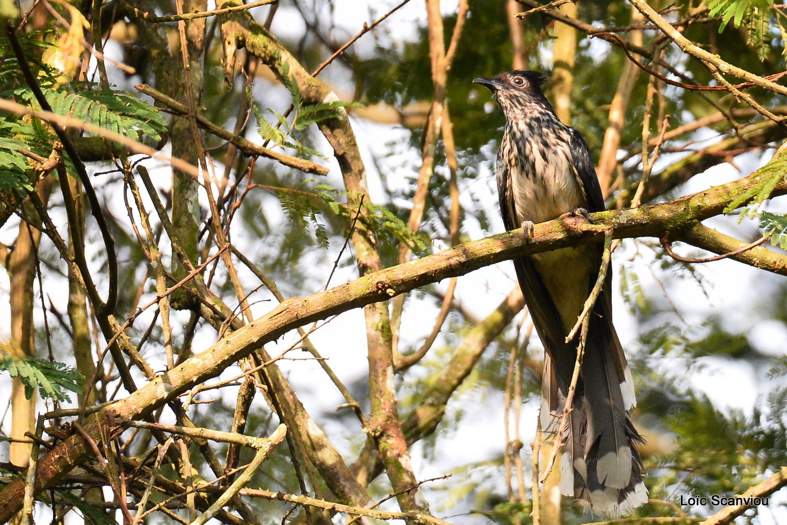 Coucou de Levaillant/Levaillant's Cuckoo (1)