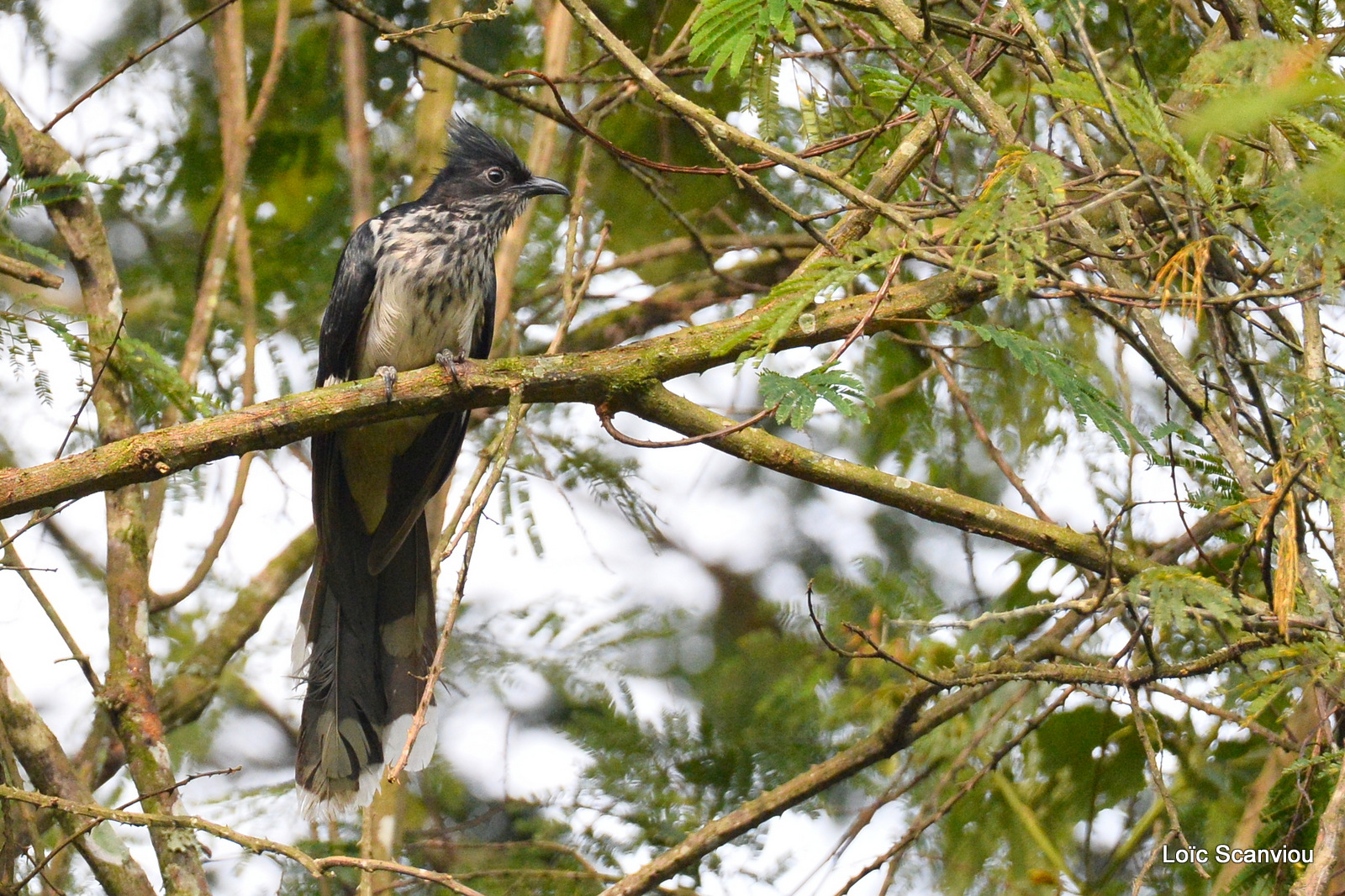 Coucou de Levaillant/Levaillant's Cuckoo (2)