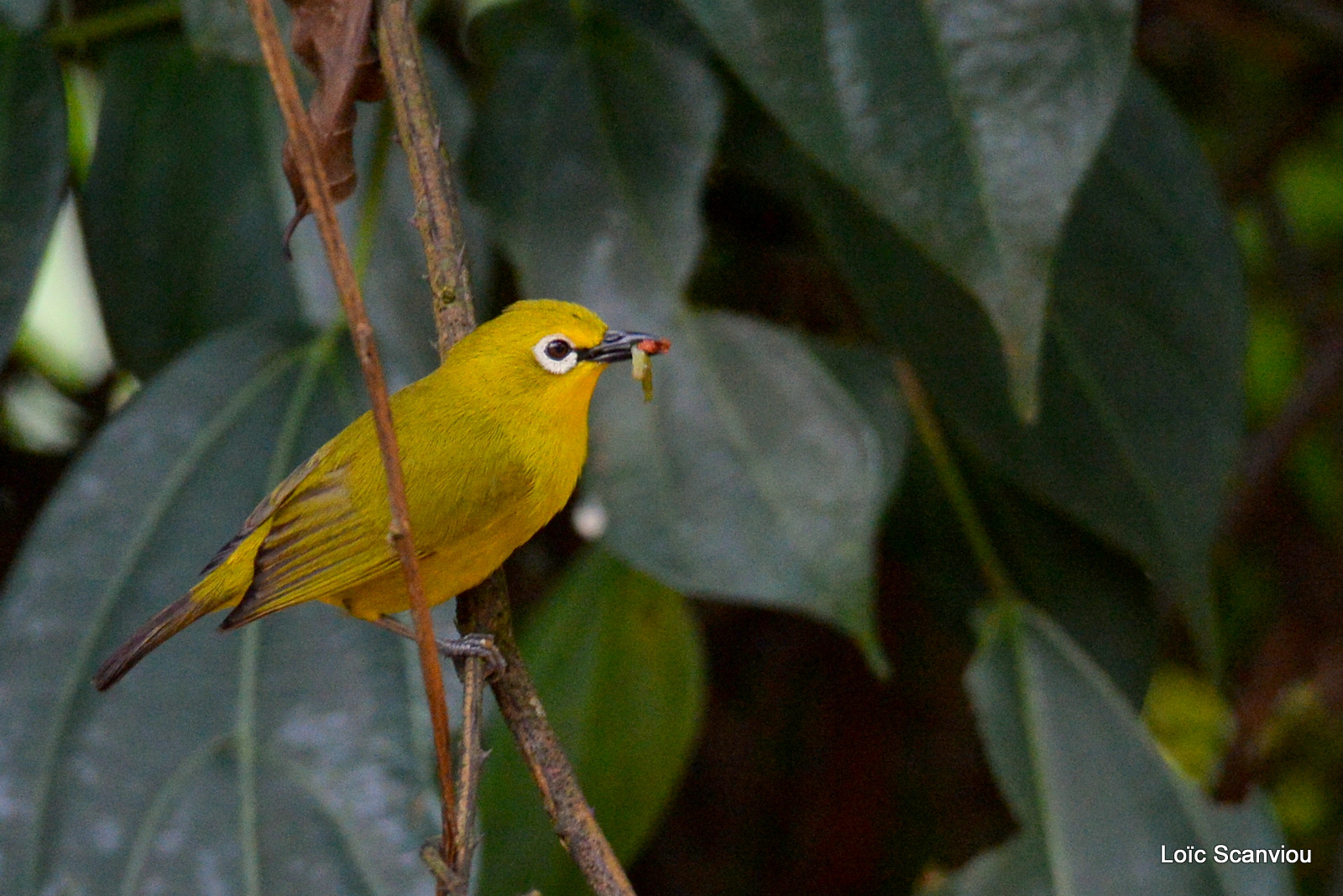 Zostérops jaune/African Yellow White-eye (1)