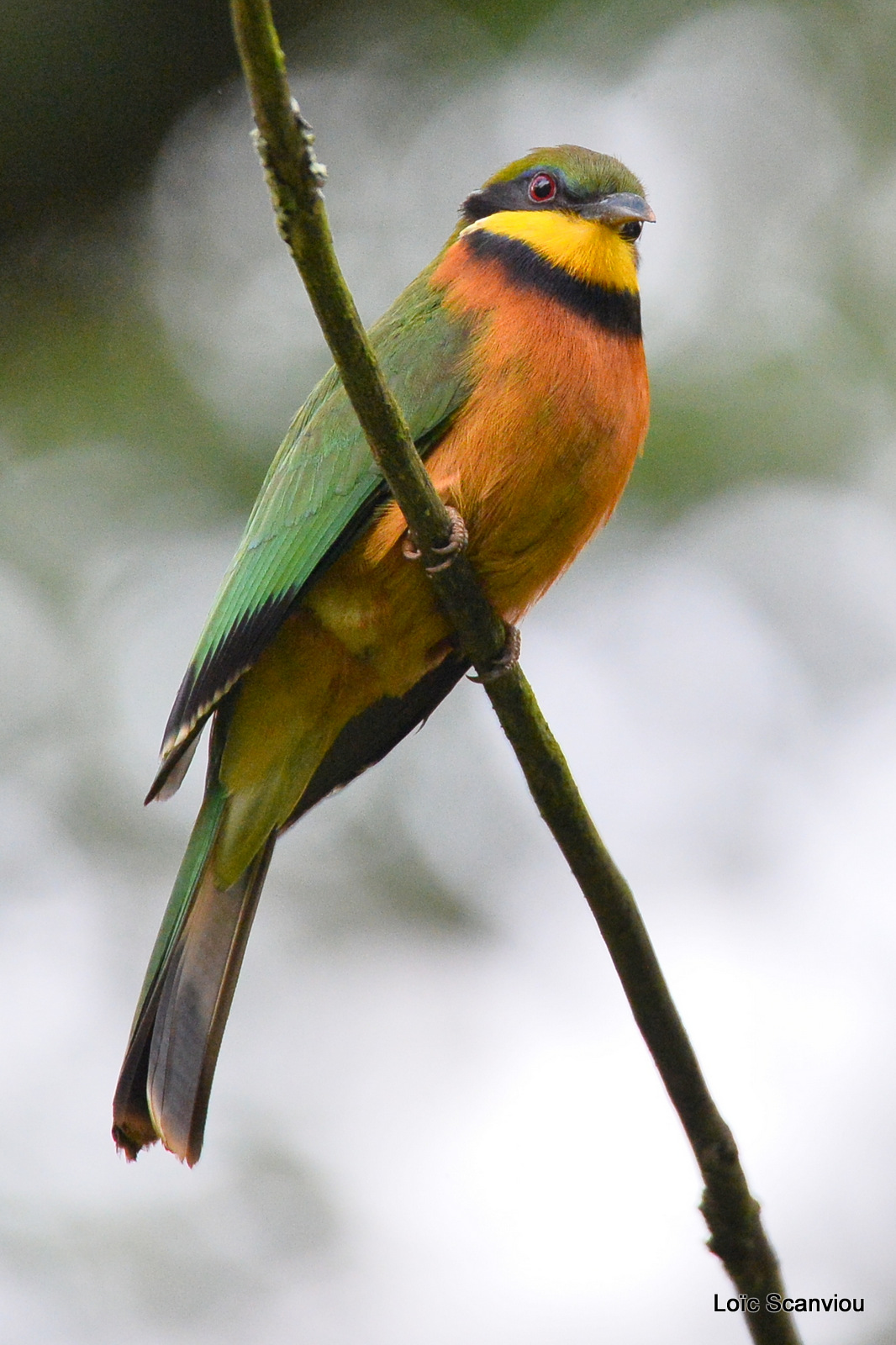 Guêpier montagnard/Cinnamon Bee-eater (1)