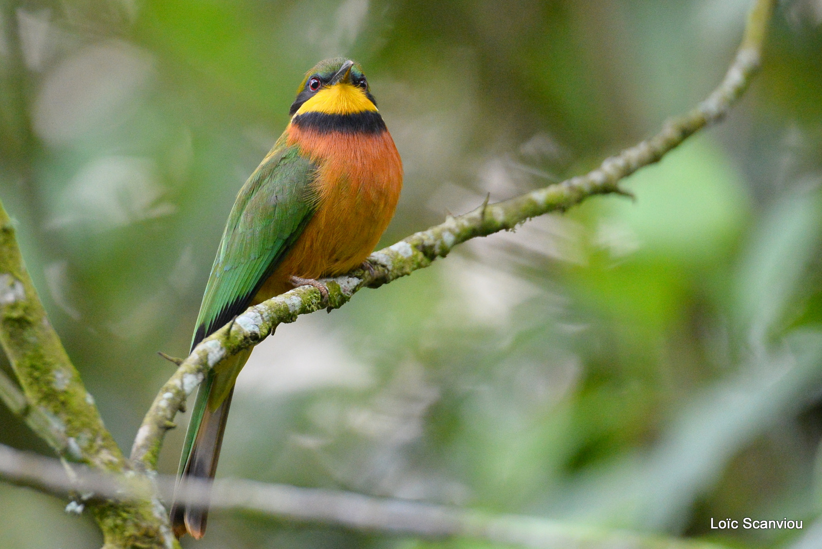 Guêpier montagnard/Cinnamon Bee-eater (2)