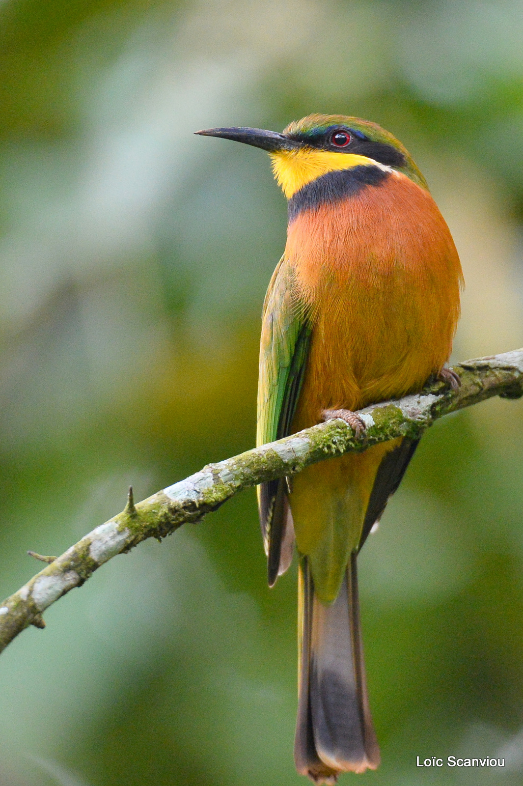 Guêpier montagnard/Cinnamon Bee-eater (3)