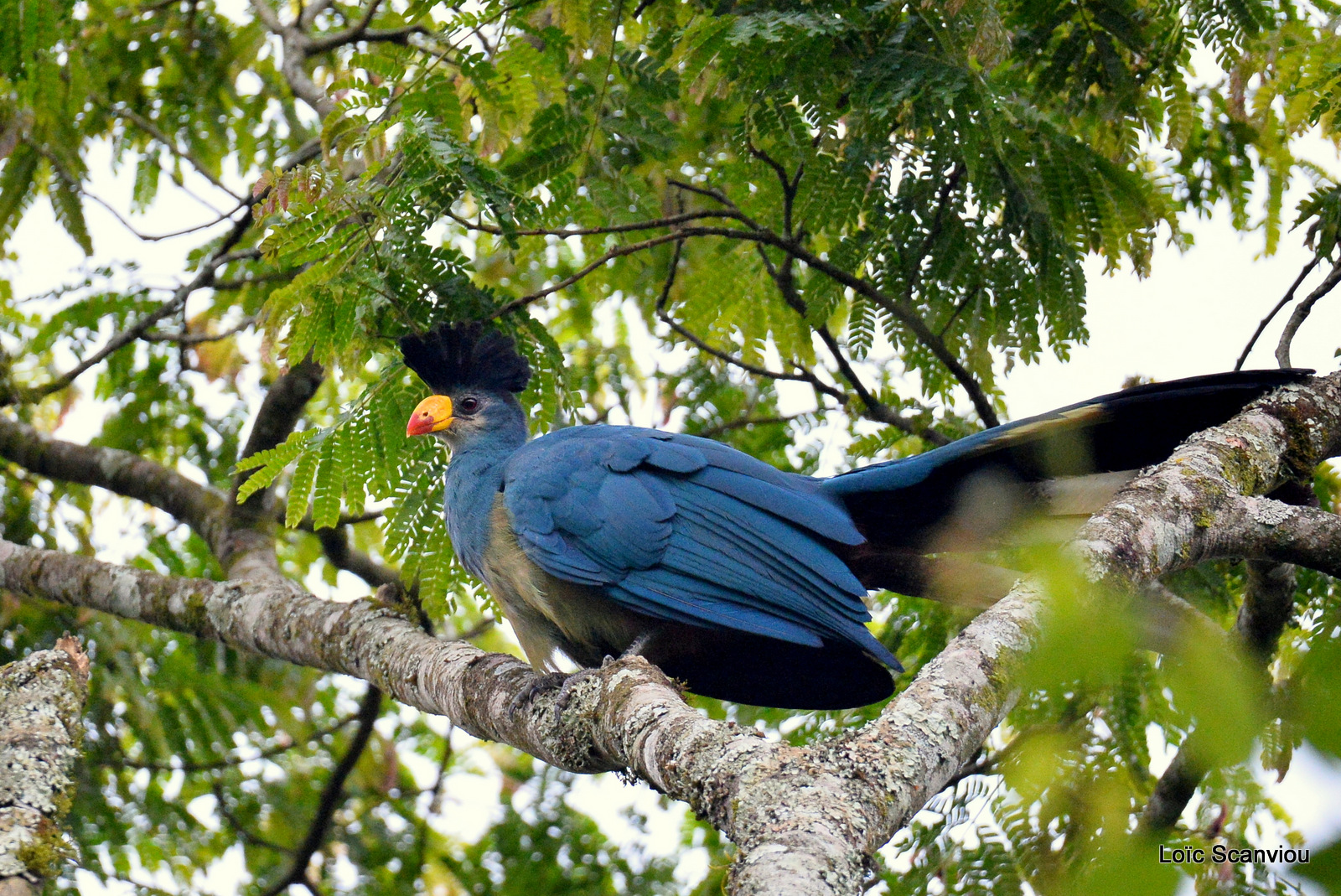 Touraco géant/Great Blue Turaco (5)