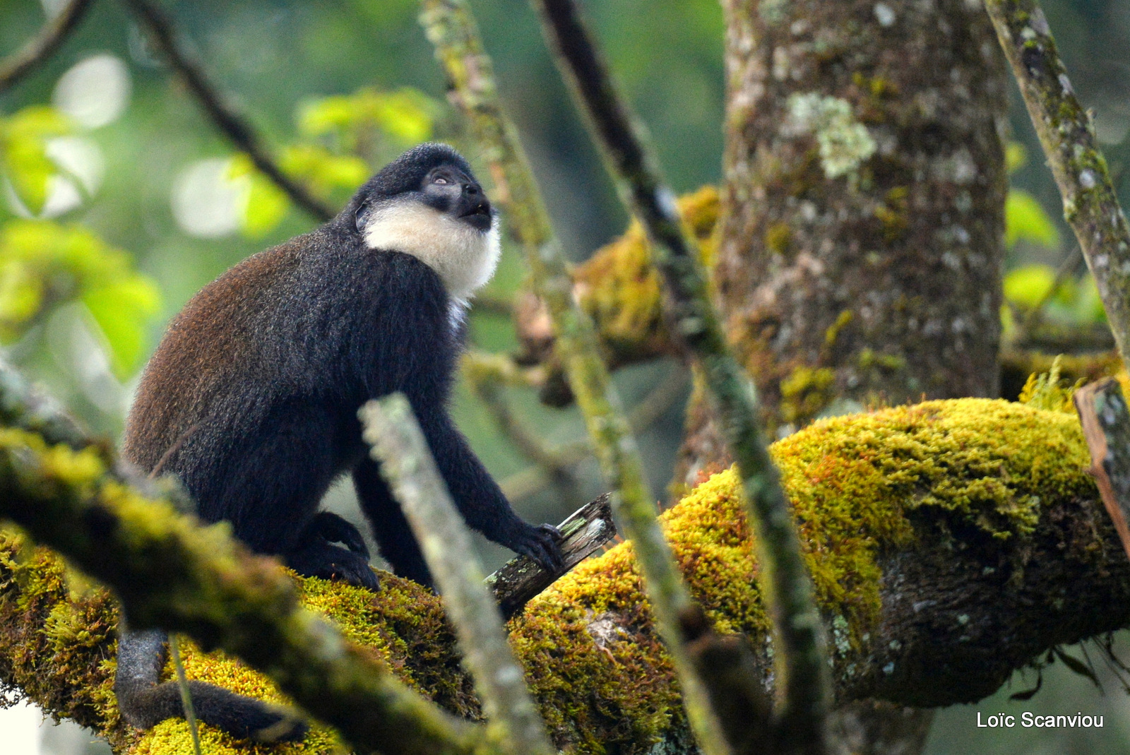 Singe à gorge blanche/Sykes's Monkey (1)