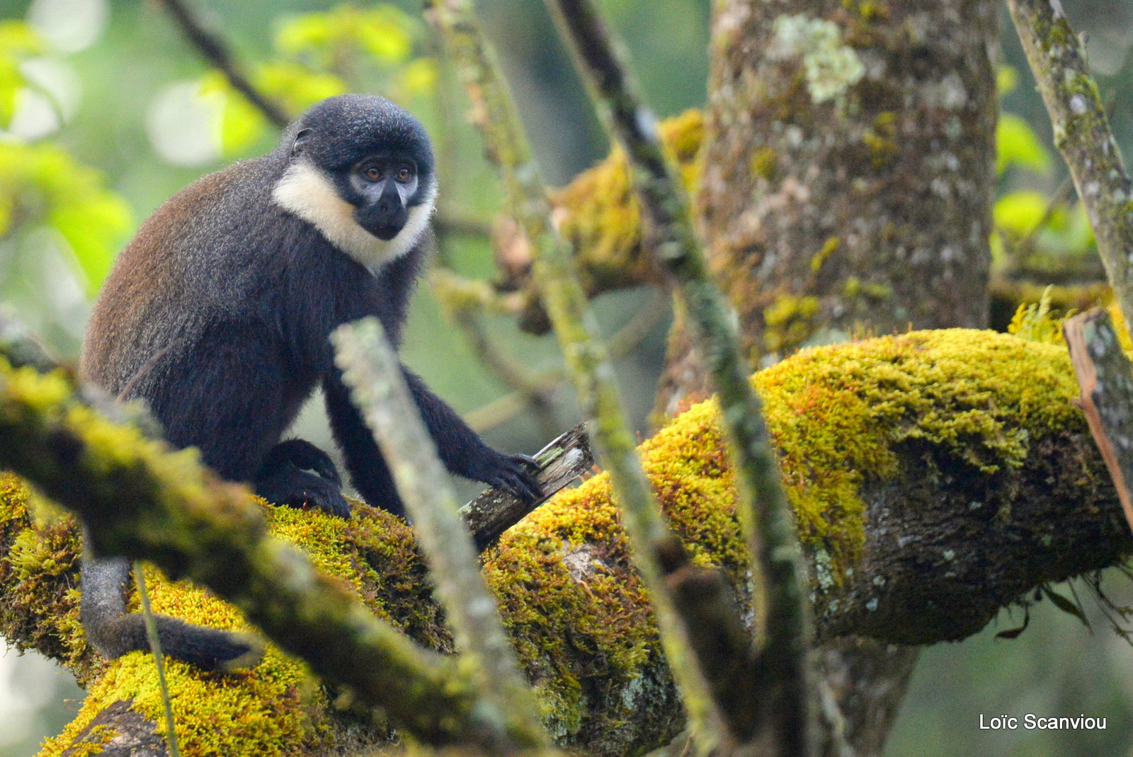 Singe à gorge blanche/Sykes's Monkey (2)