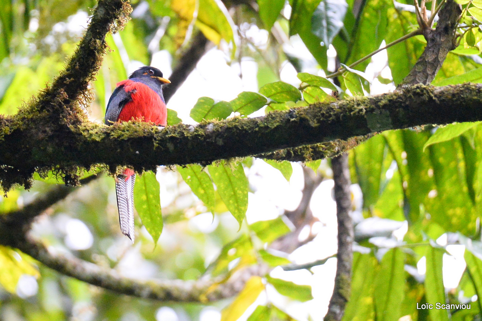 Trogon à queue barrée/Bar-tailed Trogon (1)