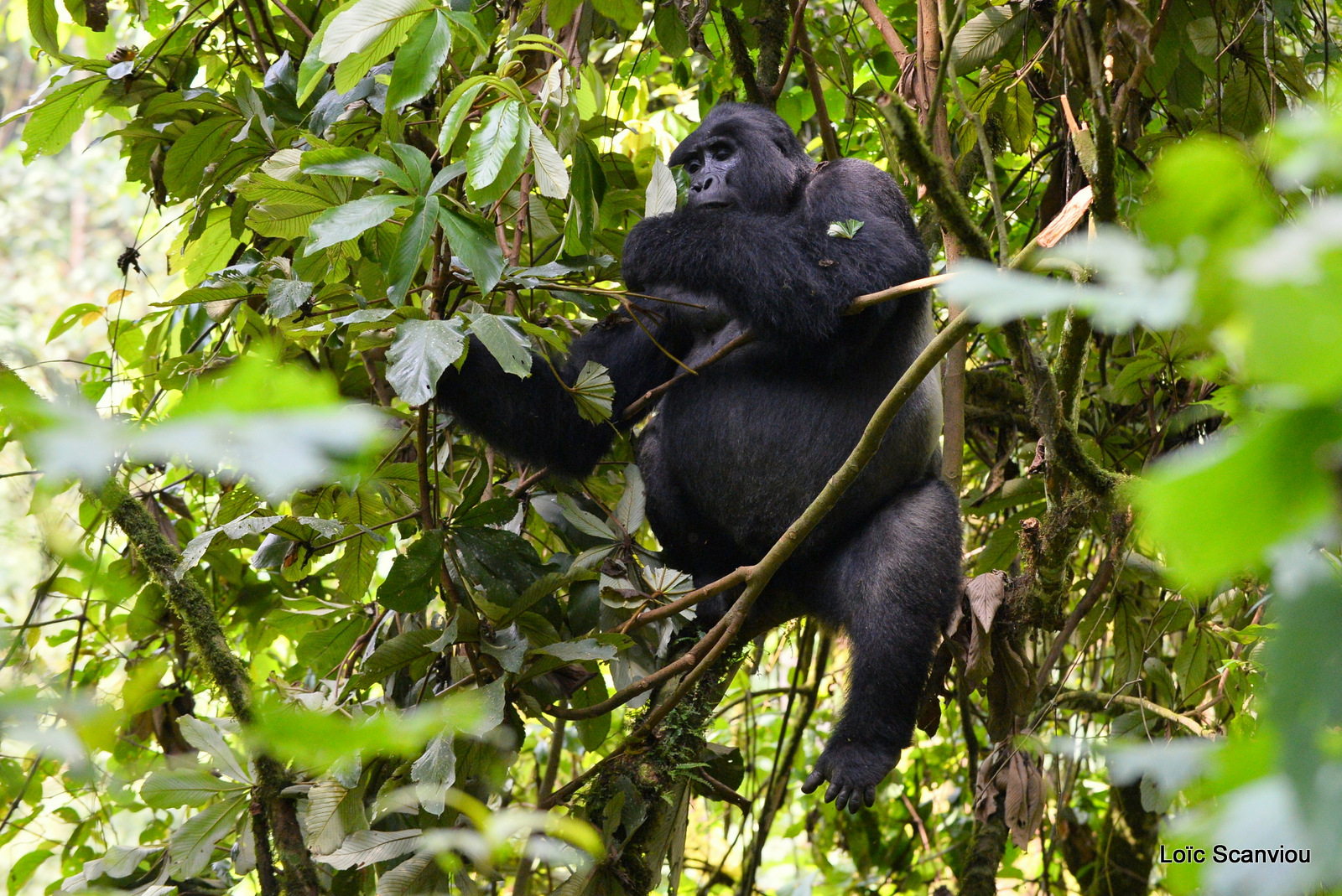 Gorille de montagne/Mountain Gorilla (48)