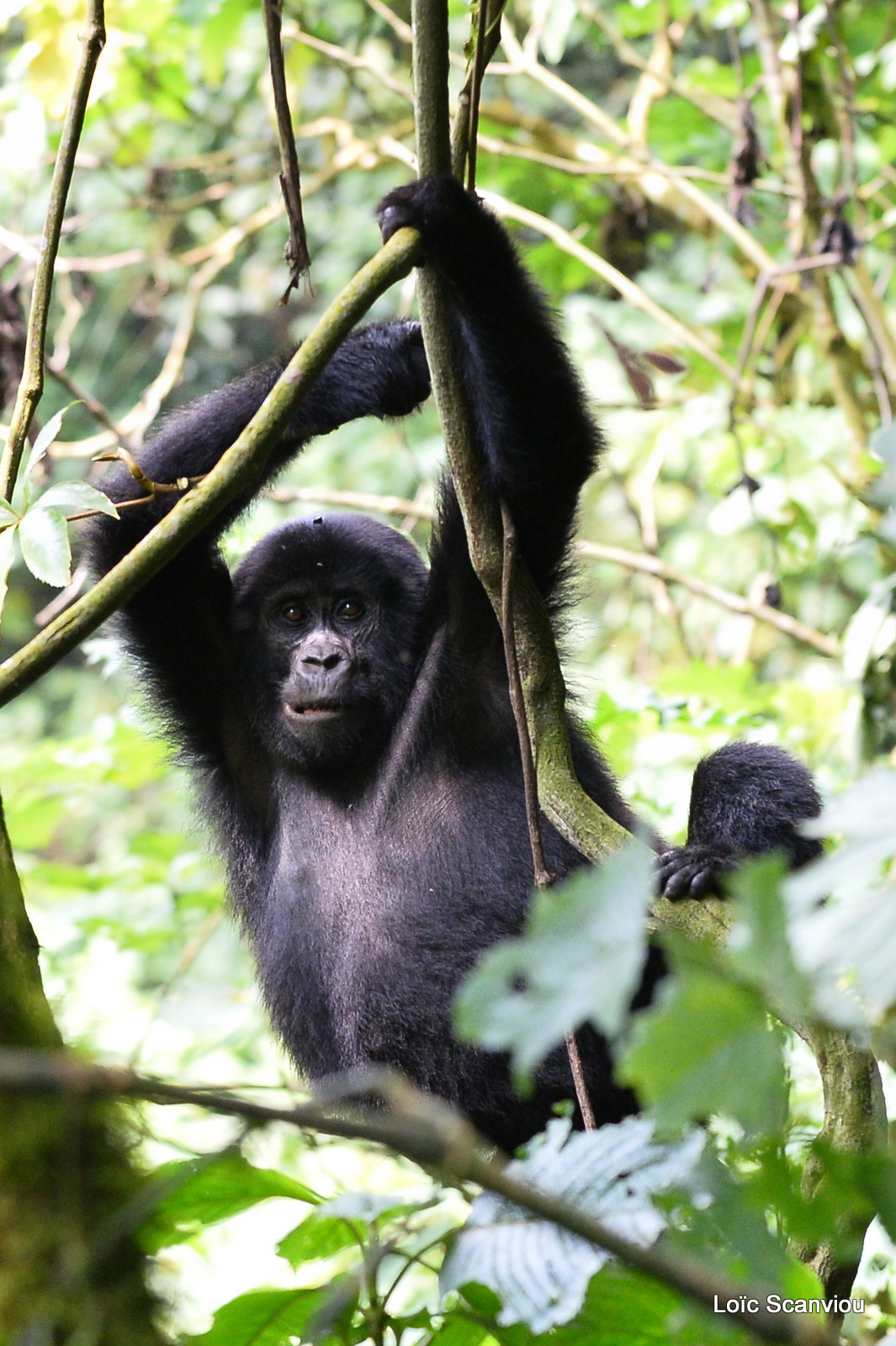 Gorille de montagne/Mountain Gorilla (49)