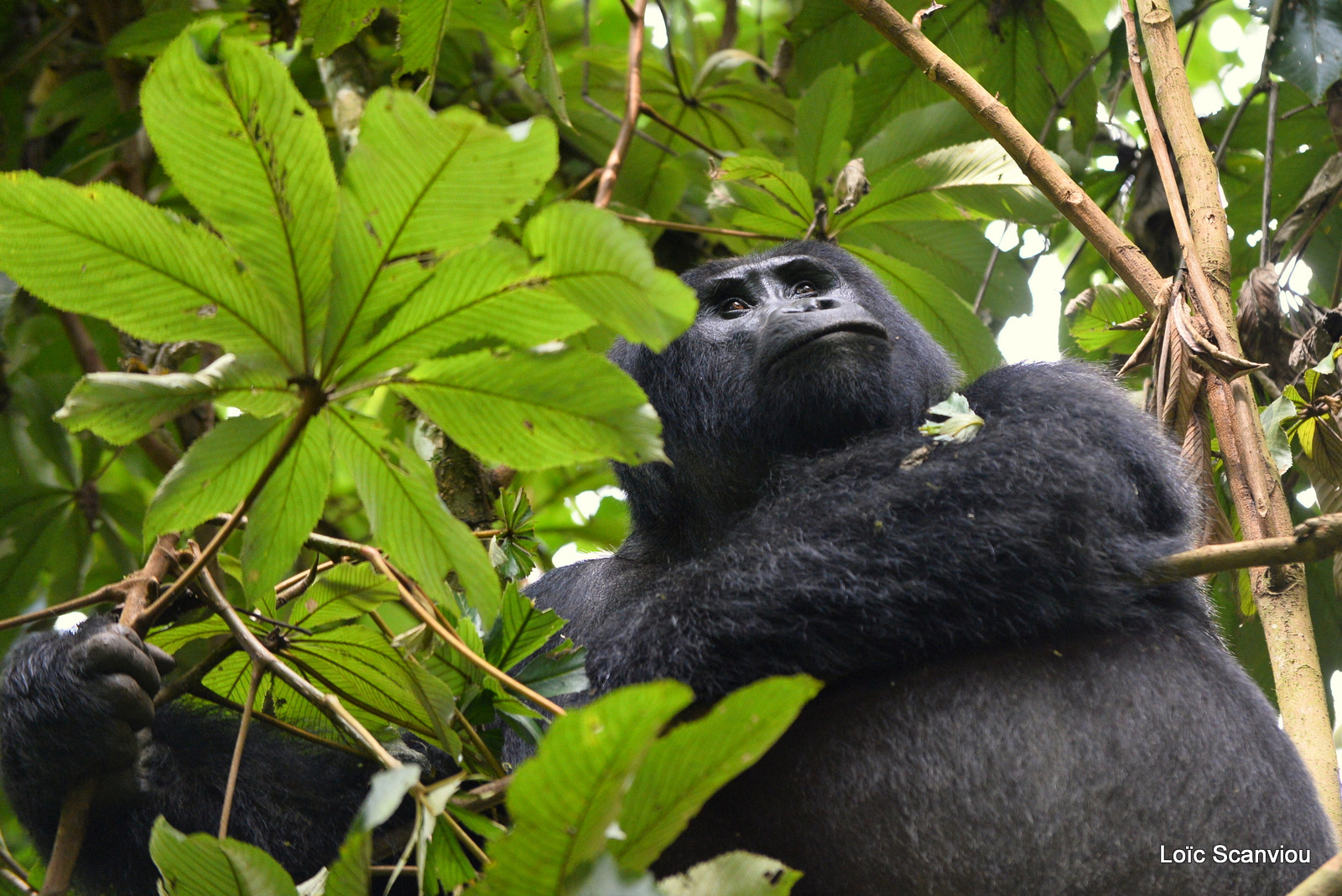 Gorille de montagne/Mountain Gorilla (50)