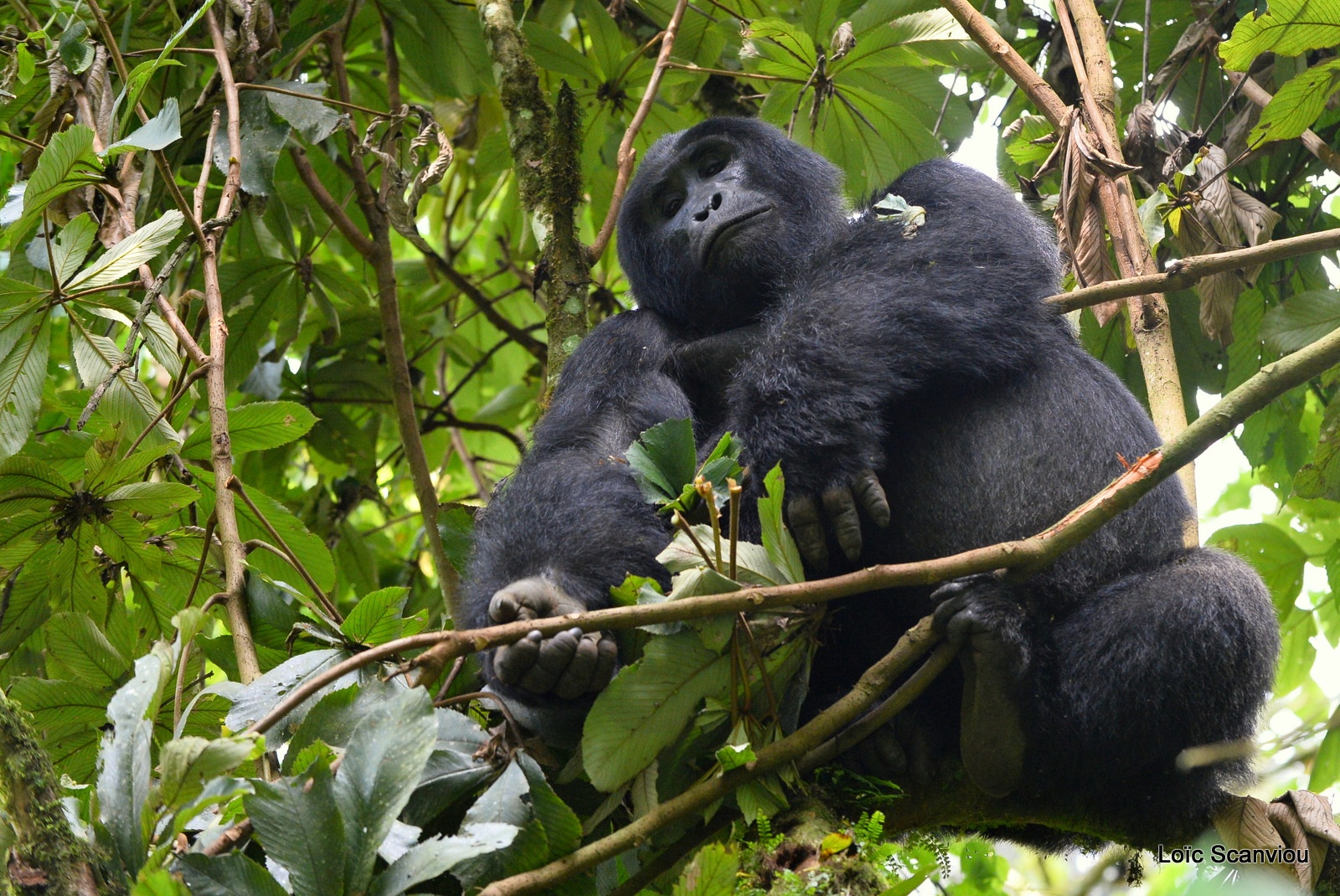 Gorille de montagne/Mountain Gorilla (51)