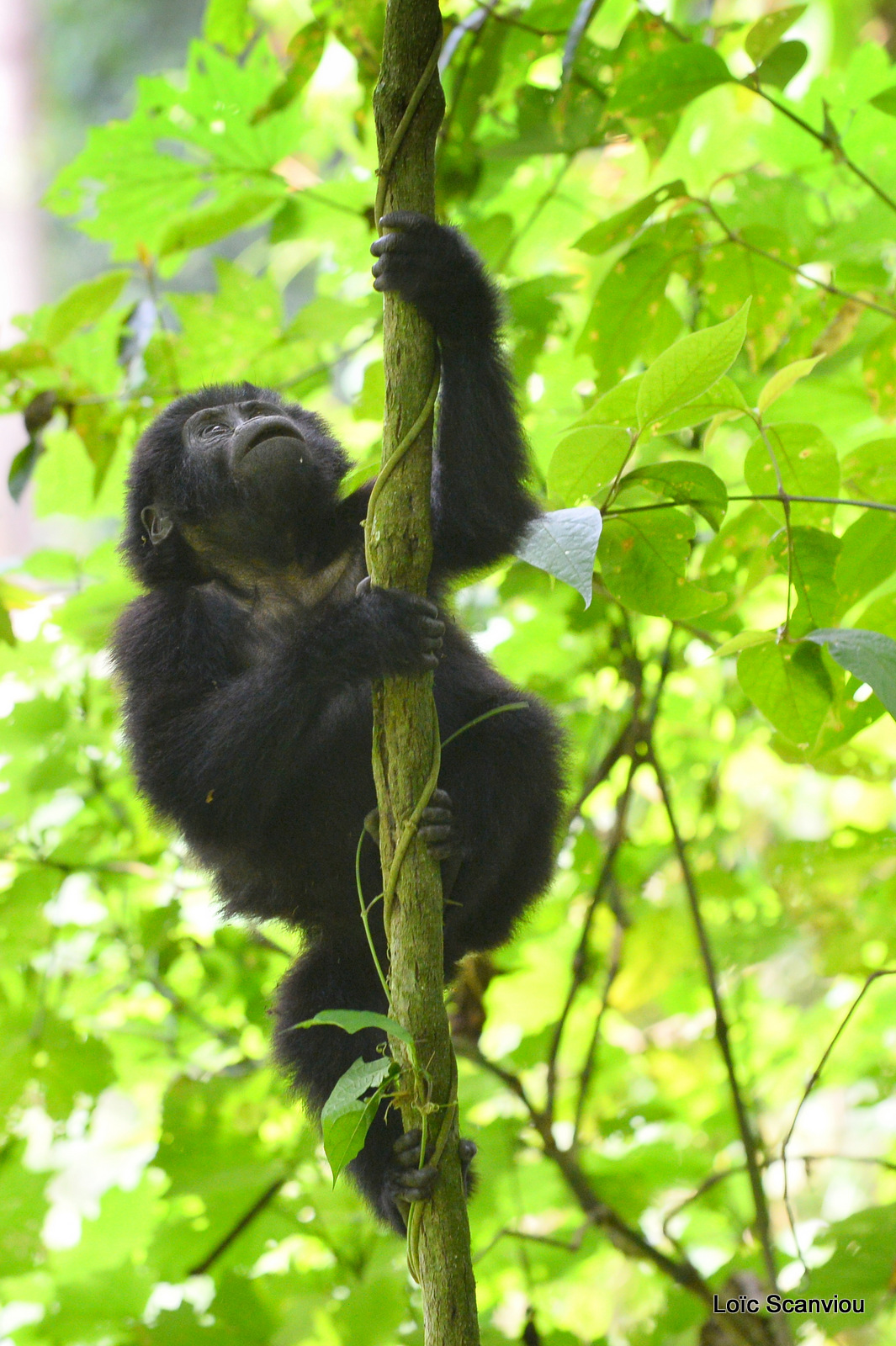 Gorille de montagne/Mountain Gorilla (53)