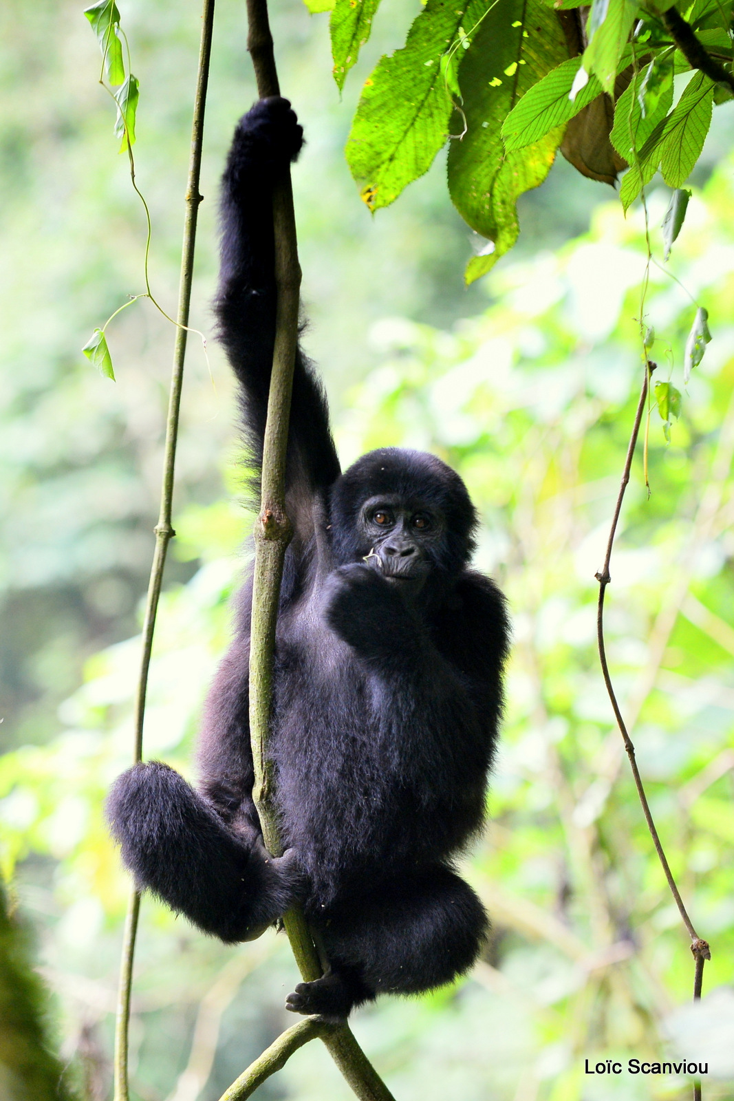 Gorille de montagne/Mountain Gorilla (54)