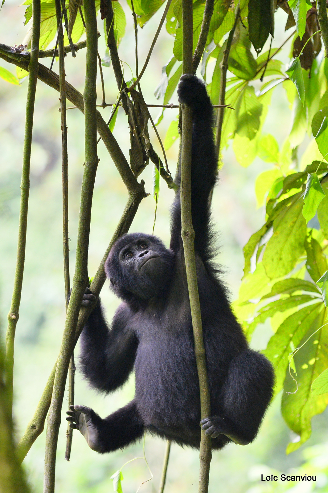 Gorille de montagne/Mountain Gorilla (55)