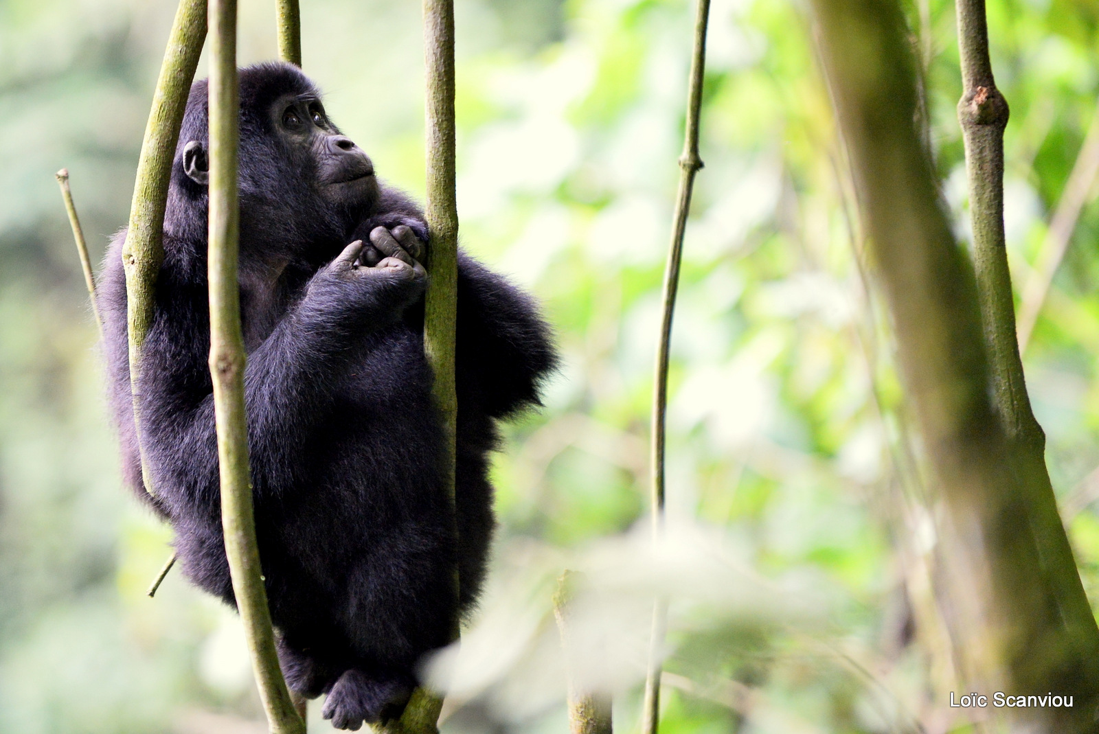 Gorille de montagne/Mountain Gorilla (56)